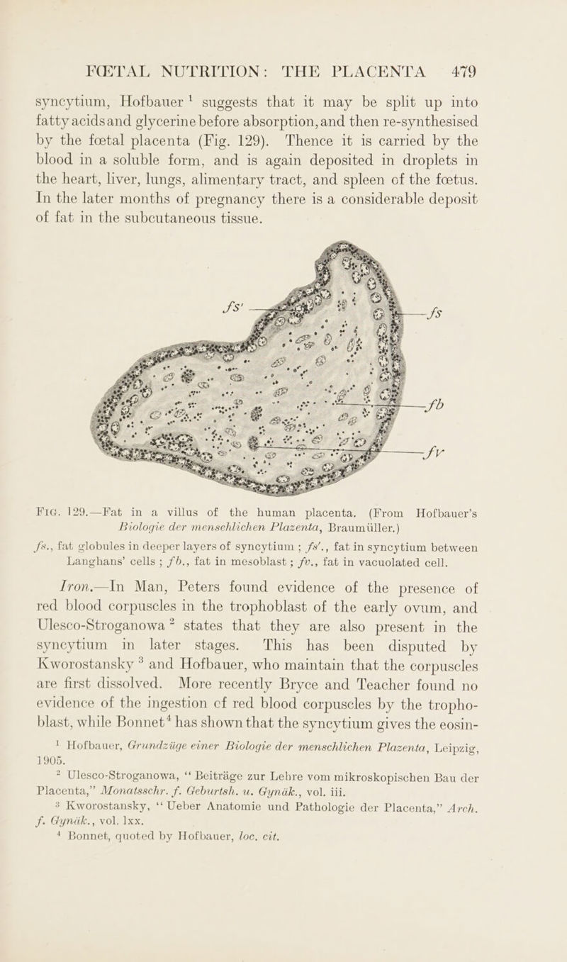 syncytium, Hofbauer’ suggests that 1¢ may be split up into fatty acidsand glycerine before absorption, and then re-synthesised by the foetal placenta (Fig. 129). Thence it is carried by the blood in a soluble form, and is again deposited in droplets in the heart, liver, lungs, alimentary tract, and spleen of the foetus. In the later months of pregnancy there is a considerable deposit of fat in the subcutaneous tissue. Fic. 129,—Fat in a villus of the human placenta. (From Hofbauer’s Biologie der menschlichen Plazenta, Braumiiller.) Js., fat globules in deeper layers of syncytium ; fs’., fat in syncytium between Langhans’ cells ; fb., fat in mesoblast ; fv., fat in vacuolated cell. Iron.—In Man, Peters found evidence of the presence of red blood corpuscles in the trophoblast of the early ovum, and Ulesco-Stroganowa* states that they are also present in the syncytium in later stages. This has been disputed by Kworostansky * and Hofbauer, who maintain that the corpuscles are first dissolved. More recently Bryce and Teacher found no evidence of the ingestion cf red blood corpuscles by the tropho- blast, while Bonnet* has shown that the syncytium gives the eosin- ' Hofbauer, Grundziige einer Biologie der menschlichen Plazenta, Leipzig, 1905. * Ulesco-Stroganowa, “‘ Beitriige zur Lehre vom mikroskopischen Bau der Placenta,” Monatsschr. f. Geburtsh. u. Gyndak., vol. iii. * Kworostansky, ‘‘ Ueber Anatomie und Pathologie der Placenta,” Arch. f. Gynik., vol. 1xx. 4 Bonnet, quoted by Hofbauer, loc. cit.