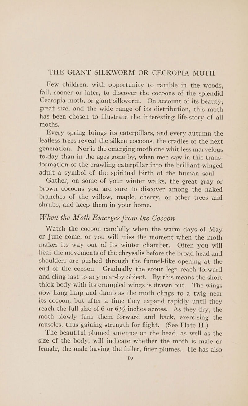 THE GIANT SILKWORM OR CECROPIA MOTH Few children, with opportunity to ramble in the woods, fail, sooner or later, to discover the cocoons of the splendid Cecropia moth, or giant silkworm. On account of its beauty, great size, and the wide range of its distribution, this moth has been chosen to illustrate the interesting life-story of all moths. Every spring brings its caterpillars, and every autumn the leafless trees reveal the silken cocoons, the cradles of the next generation. Nor is the emerging moth one whit less marvelous to-day than in the ages gone by, when men saw in this trans- formation of the crawling caterpillar into the brilliant winged adult a symbol of the spiritual birth of the human soul. Gather, on some of your winter walks, the great gray or brown cocoons you are sure to discover among the naked branches of the willow, maple, cherry, or other trees and shrubs, and keep them in your home. When the Moth Emerges from the Cocoon Watch the cocoon carefully when the warm days of May or June come, or you will miss the moment when the moth makes its way out of its winter chamber. Often you will hear the movements of the chrysalis before the broad head and shoulders are pushed through the funnel-like opening at the end of the cocoon. Gradually the stout legs reach forward and cling fast to any near-by object. By this means the short thick body with its crumpled wings is drawn out. The wings now hang limp and damp as the moth clings to a twig near its cocoon, but after a time they expand rapidly until they reach the full size of 6 or 61% inches across. As they dry, the moth slowly fans them forward and back, exercising the muscles, thus gaining strength for flight. (See Plate II.) The beautiful plumed antennz on the head, as well as the size of the body, will indicate whether the moth is male or female, the male having the fuller, finer plumes. He has also