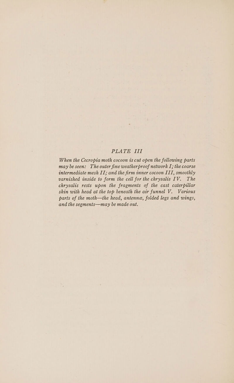 PLATT When the Cecropia moth cocoon 1s cut open the following parts may be seen: The outer fine weatherproof network I; the coarse intermediate mesh II; and the firm tnner cocoon IIT, smoothly varnished inside to form the cell for the chrysalis IV. The chrysalis rests upon the fragments of the cast caterpillar skin with head at the top beneath the air funnel V. Various parts of the moth—the head, antennae, folded legs and wings, and the segments—may be made out.