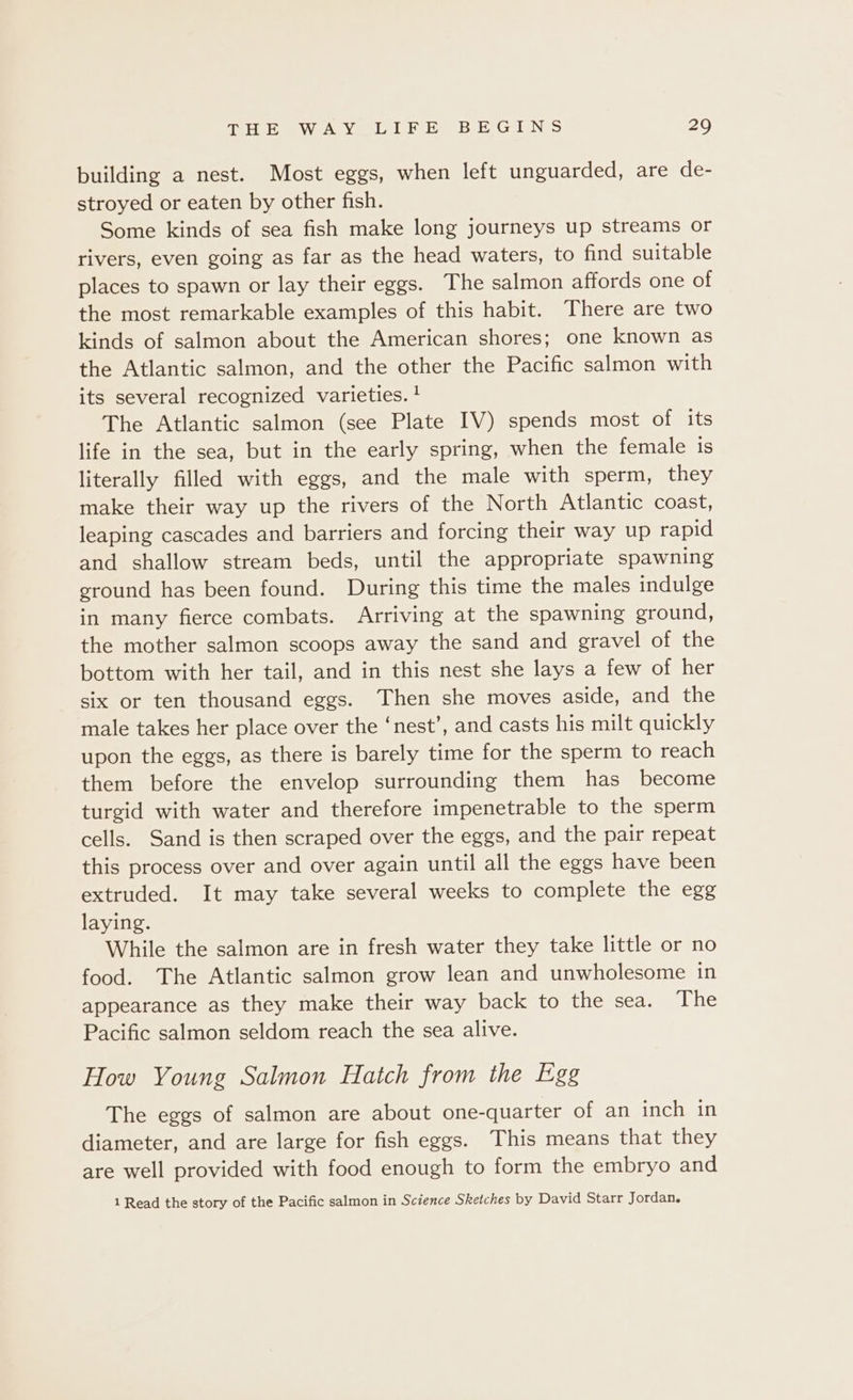 building a nest. Most eggs, when left unguarded, are de- stroyed or eaten by other fish. Some kinds of sea fish make long journeys up streams or rivers, even going as far as the head waters, to find suitable places to spawn or lay their eggs. The salmon affords one of the most remarkable examples of this habit. There are two kinds of salmon about the American shores; one known as the Atlantic salmon, and the other the Pacific salmon with its several recognized varieties. ! The Atlantic salmon (see Plate IV) spends most of its life in the sea, but in the early spring, when the female is literally filled with eggs, and the male with sperm, they make their way up the rivers of the North Atlantic coast, leaping cascades and barriers and forcing their way up rapid and shallow stream beds, until the appropriate spawning ground has been found. During this time the males indulge in many fierce combats. Arriving at the spawning ground, the mother salmon scoops away the sand and gravel of the bottom with her tail, and in this nest she lays a few of her six or ten thousand eggs. Then she moves aside, and the male takes her place over the ‘nest’, and casts his milt quickly upon the eggs, as there is barely time for the sperm to reach them before the envelop surrounding them has become turgid with water and therefore impenetrable to the sperm cells. Sand is then scraped over the eggs, and the pair repeat this process over and over again until all the eggs have been extruded. It may take several weeks to complete the egg laying. While the salmon are in fresh water they take little or no food. The Atlantic salmon grow lean and unwholesome in appearance as they make their way back to the sea. The Pacific salmon seldom reach the sea alive. How Young Salmon Hatch from the Egg The eggs of salmon are about one-quarter of an inch in diameter, and are large for fish eggs. This means that they are well provided with food enough to form the embryo and 1 Read the story of the Pacific salmon in Science Sketches by David Starr Jordan.