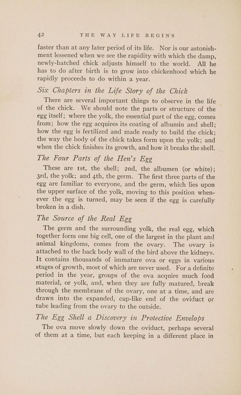 a2 NOH Wea Ve a et oe ie ta faster than at any later period of its life. Nor is our astonish- ment lessened when we see the rapidity with which the damp, newly-hatched chick adjusts himself to the world. All he has to do after birth is to grow into chickenhood which he rapidly proceeds to do within a year. Six Chapters in the Life Story of the Chick There are several important things to observe in the life of the chick. We should note the parts or structure of the egg itself; where the yolk, the essential part of the egg, comes from; how the egg acquires its coating of albumin and shell; how the egg is fertilized and made ready to build the chick; the way the body of the chick takes form upon the yolk; and when the chick finishes its growth, and how it breaks the shell. The Four Parts of the Hen’s Egg These are Ist, the shell; 2nd, the albumen (or white); 3rd, the yolk; and 4th, the germ. The first three parts of the egg are familiar to everyone, and the germ, which lies upon the upper surface of the yolk, moving to this position when- ever the egg is turned, may be seen if the egg is carefully broken in a dish. The Source of the Real Egg The germ and the surrounding yolk, the real egg, which together form one big cell, one of the largest in the plant and animal kingdoms, comes from the ovary. The ovary is attached to the back body wall of the bird above the kidneys. It contains thousands of immature ova or eggs in various stages of growth, most of which are never used. For a definite period in the year, groups of the ova acquire much food material, or yolk, and, when they are fully matured, break through the membrane of the ovary, one at a time, and are drawn into the expanded, cup-like end of the oviduct or tube leading from the ovary to the outside. The Egg Shell a Discovery in Protective Envelops The ova move slowly down the oviduct, perhaps several of them at a time, but each keeping in a different place in