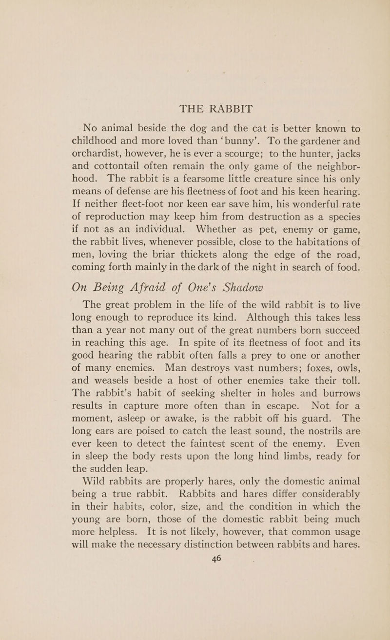 THE RABBIT No animal beside the dog and the cat is better known to childhood and more loved than ‘bunny’. To the gardener and orchardist, however, he is ever a scourge; to the hunter, jacks and cottontail often remain the only game of the neighbor- hood. The rabbit is a fearsome little creature since his only means of defense are his fleetness of foot and his keen hearing. If neither fleet-foot nor keen ear save him, his wonderful rate of reproduction may keep him from destruction as a species if not as an individual. Whether as pet, enemy or game, the rabbit lives, whenever possible, close to the habitations of men, loving the briar thickets along the edge of the road, coming forth mainly in the dark of the night in search of food. On Being Afraid of One's Shadow The great problem in the life of the wild rabbit is to live long enough to reproduce its kind. Although this takes less than a year not many out of the great numbers born succeed in reaching this age. In spite of its fleetness of foot and its good hearing the rabbit often falls a prey to one or another of many enemies. Man destroys vast numbers; foxes, owls, and weasels beside a host of other enemies take their toll. The rabbit’s habit of seeking shelter in holes and burrows results in capture more often than in escape. Not for a moment, asleep or awake, is the rabbit off his guard. The long ears are poised to catch the least sound, the nostrils are ever keen to detect the faintest scent of the enemy. Even in sleep the body rests upon the long hind limbs, ready for the sudden leap. Wild rabbits are properly hares, only the domestic animal being a true rabbit. Rabbits and hares differ considerably in their habits, color, size, and the condition in which the young are born, those of the domestic rabbit being much more helpless. It is not likely, however, that common usage will make the necessary distinction between rabbits and hares.