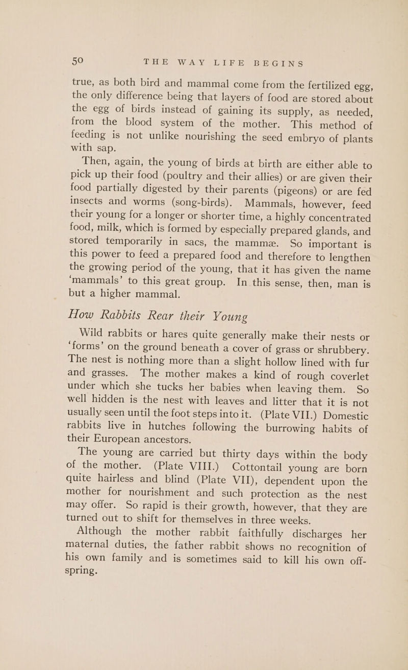 true, as both bird and mammal come from the fertilized egg, the only difference being that layers of food are stored about the egg of birds instead of gaining its supply, as needed, from the blood system of the mother. This method of feeding is not unlike nourishing the seed embryo of plants with sap. Then, again, the young of birds at birth are either able to pick up their food (poultry and their allies) or are given their food partially digested by their parents (pigeons) or are fed insects and worms (song-birds). Mammals, however, feed their young for a longer or shorter time, a highly concentrated food, milk, which is formed by especially prepared glands, and stored temporarily in sacs, the mammz. So important is this power to feed a prepared food and therefore to lengthen the growing period of the young, that it has given the name ‘mammals’ to this great group. In this sense, then, man is but a higher mammal. How Rabbits Rear their Y oung Wild rabbits or hares quite generally make their nests or ‘forms’ on the ground beneath a cover of grass or shrubbery. The nest is nothing more than a slight hollow lined with fur and grasses. The mother makes a kind of rough coverlet under which she tucks her babies when leaving them. So well hidden is the nest with leaves and litter that it is not usually seen until the foot steps into it. (Plate VII.) Domestic rabbits live in hutches following the burrowing habits of their European ancestors. The young are carried but thirty days within the body of the mother. (Plate VIII.) Cottontail young are born quite hairless and blind (Plate VII), dependent upon the mother for nourishment and such protection as the nest may offer. So rapid is their growth, however, that they are turned out to shift for themselves in three weeks. Although the mother rabbit faithfully discharges her maternal duties, the father rabbit shows no recognition of his own family and is sometimes said to kill his own off- spring.