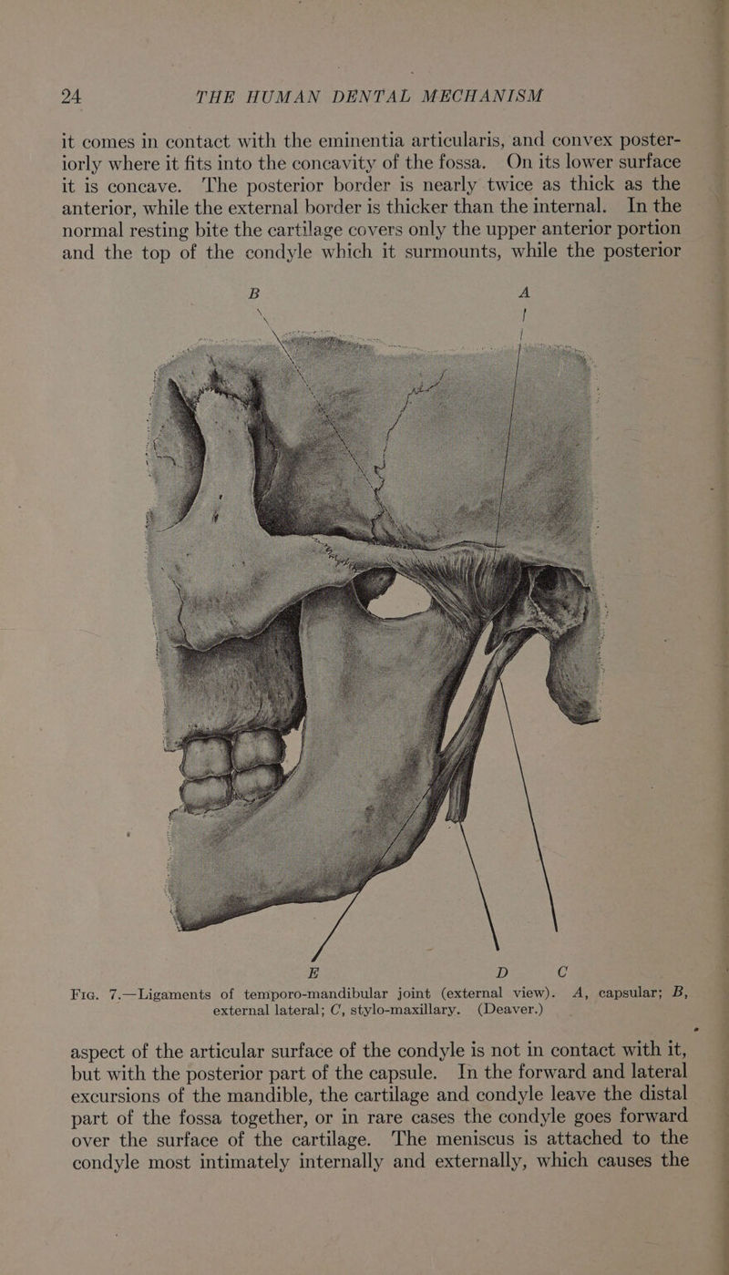 it comes in contact with the eminentia articularis, and convex poster- iorly where it fits into the concavity of the fossa. On its lower surface it is concave. The posterior border is nearly twice as thick as the anterior, while the external border is thicker than the internal. Inthe normal resting bite the cartilage covers only the upper anterior portion and the top of the condyle which it surmounts, while the posterior Se ie , a ee Ce Te ee eee Tee 3h ets Fe a ee ee ee ee ee ee eee oe Fig. 7.—Ligaments of temporo-mandibular joint (external view). A, capsular; B, external lateral; C, stylo-maxillary. (Deaver.) aspect of the articular surface of the condyle is not in contact with it, but with the posterior part of the capsule. In the forward and lateral excursions of the mandible, the cartilage and condyle leave the distal part of the fossa together, or in rare cases the condyle goes forward over the surface of the cartilage. The meniscus is attached to the condyle most intimately internally and externally, which causes the