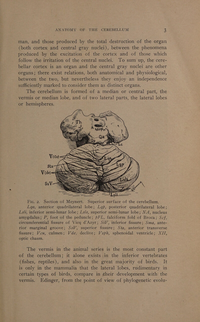 man, and those produced by the total destruction of the organ (both cortex and central gray nuclei), between the phenomena produced by the excitation of the cortex and of those which follow the irritation of the central nuclei. To sum up, the cere- bellar cortex is an organ and the central gray nuclet are other organs; there exist relations, both anatomical and physiological, between the two, but nevertheless they enjoy an independence sufficiently marked to consider them as distinct organs. The cerebellum is formed of a median or central part, the vermis or median lobe, and of two lateral parts, the lateral lobes or hemispheres. ye te Uz XX) Poe N Ss Pain &amp; Fic. 2. Section of Meynert. Superior surface of the cerebellum. Lqa, anterior quadrilateral lobe; Lap, posterior quadrilateral lobe; Lsli, inferior semi-lunar lobe; Ls/s, superior semi-lunar lobe; NA, nucleus amygdalus; P, foot of the peduncle; pFL, falciform fold of Broca; Scf, circumferential fissure of Vicq d’Azyr; SiV, inferior fissure; Sma, ante- rior marginal groove; SsV, superior fissure; Sta, anterior transverse fissure; Vcu, culmen; Vde, declive; Vsph, sphenoidal ventricle; XJIJ, optic chasm. The vermis in the animal series is the most constant part of the cerebellum; it alone exists.in the inferior vertebrates (fishes, reptiles), and also in the great majority of birds. It is only in the mammalia that the lateral lobes, rudimentary in certain types of birds, compare in their development with the vermis. Edinger, from the point of view of phylogenetic evolu-