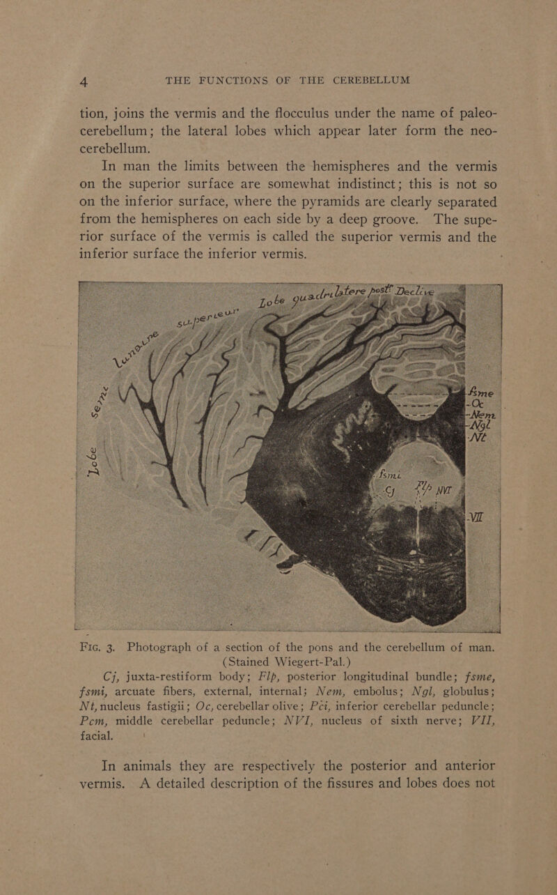 tion, joins the vermis and the flocculus under the name of paleo- cerebellum; the lateral lobes which appear later form the neo- cerebellum. In man the limits between the hemispheres and the vermis on the superior surface are somewhat indistinct; this is not so on the inferior surface, where the pyramids are clearly separated from the hemispheres on each side by a deep groove. The supe- rior surface of the vermis is called the superior vermis and the inferior surface the inferior vermis. Fic. 3. Photograph of a section of the pons and the cerebellum of man. (Stained Wiegert-Pal.) Cj, juxta-restiform body; F/p, posterior longitudinal bundle; fsme, fsmi, arcuate fibers, external, internal; Nem, embolus; Ngl, globulus; Nt, nucleus fastigii; Oc, cerebellar olive; Pci, inferior cerebellar peduncle; Pcm, middle cerebellar peduncle; NVI, nucleus of sixth nerve; VII, facial. In animals they are respectively the posterior and anterior vermis. A detailed description of the fissures and lobes does not