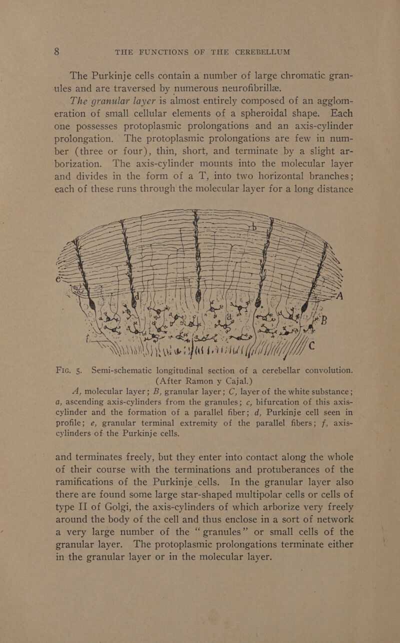 The Purkinje cells contain a number of large chromatic gran- ules and are traversed by numerous neurofibrille. _ The granular layer is almost entirely composed of an agglom- eration of small cellular elements of a spheroidal shape. Each one possesses protoplasmic prolongations and an axis-cylinder prolongation. The protoplasmic prolongations are few in num- ber (three or four), thin, short, and terminate by a slight ar- borization. The axis-cylinder mounts into the molecular layer and divides in the form of a T, into two horizontal branches; each of these runs through the molecular layer for a long distance » ’ n : ah t r j Aue 2 fe \ ‘ if ‘3 2 4. j | ; 3 “ Ts &lt;F &lt;a Ai a | AND Sp) ae) fae ny hs UR a F PRM o Y [Skee ja VIED | SNe eae a igh Sn) Ce eae MM) Fic. 5. Semi-schematic longitudinal section of a cerebellar convolution. (After Ramon y Cajal.) A, molecular layer; B, granular layer; C, layer of the white substance; a, ascending axis-cylinders from the granules; c, bifurcation of this axis- cylinder and the formation of a parallel fiber; d, Purkinje cell seen in profile; e, granular terminal extremity of the parallel fibers; f, axis- cylinders of the Purkinje cells. Mw sy Ife and terminates freely, but they enter into contact along the whole of their course with the terminations and protuberances of the ramifications of the Purkinje cells. In the granular layer also there are found some large star-shaped multipolar cells or cells of type II of Golgi, the axis-cylinders of which arborize very freely around the body of the cell and thus enclose in a sort of network a very large number of the “granules” or small cells of the granular layer. The protoplasmic prolongations terminate either in the granular layer or in the molecular layer.