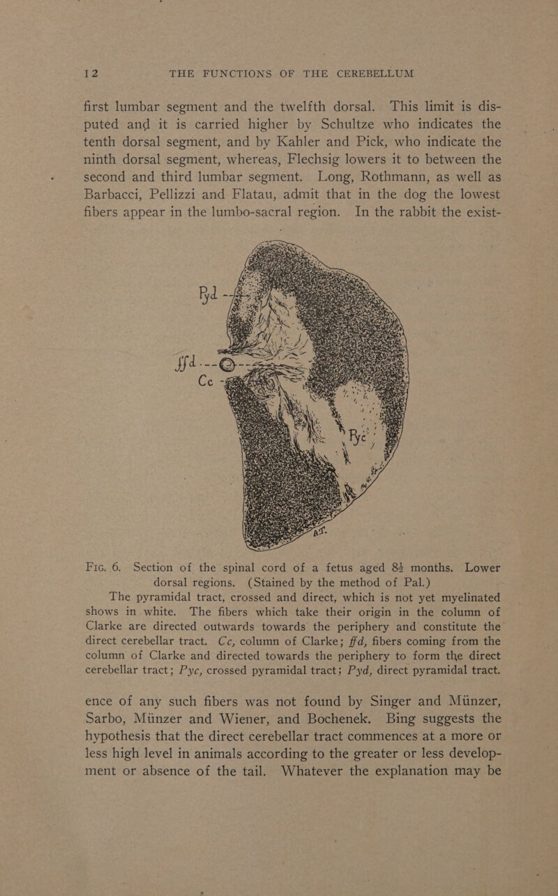 first lumbar segment and the twelfth dorsal. This limit is dis- puted and it is carried higher by Schultze who indicates the © tenth dorsal segment, and by Kahler and Pick, who indicate the ninth dorsal segment, whereas, Flechsig lowers it to between the second and third lumbar segment. Long, Rothmann, as well as Barbacci, Pellizzi and Flatau, admit that in the dog the lowest fibers appear in the lumbo-sacral region. In the rabbit the exist- Fic. 6. Section of the spinal cord of a fetus aged 84 months. Lower dorsal regions. (Stained by the method of Pal.) The pyramidal tract, crossed and direct, which is not yet myelinated shows in white. The fibers which take their origin in the column of Clarke are directed outwards towards the periphery and constitute the direct cerebellar tract. Cc, column of Clarke; ffd, fibers coming from the column of Clarke and directed towards the periphery to form the direct cerebellar tract; Pyc, crossed pyramidal tract; Pyd, direct pyramidal tract. ence of any such fibers was not found by Singer and Munzer, Sarbo, Miinzer and Wiener, and Bochenek. Bing suggests the hypothesis that the direct cerebellar tract commences at a more or less high level in animals according to the greater or less develop- ment or absence of the tail. Whatever the explanation may be