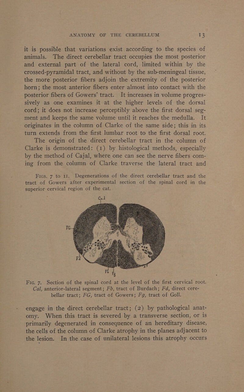 it is possible that variations exist according to the species of animals. The direct cerebellar tract occupies the most posterior and external part of the lateral cord, limited within by the crossed-pyramidal tract, and without by the sub-meningeal tissue, the more posterior fibers adjoin the extremity of the posterior horn; the most anterior fibers enter almost into contact with the posterior fibers of Gowers’ tract. It increases in volume progres- sively as one examines it at the higher levels of the dorsal cord; it does not increase perceptibly above the first dorsal seg- ment and keeps the same volume until it reaches the medulla. It originates in the column of Clarke of the same side; this in its turn extends from the first lumbar root to the first dorsal root. The origin of the direct cerebellar tract in the column of Clarke is demonstrated: (1) by histological methods, especially by the method of Cajal, where one can see the nerve fibers com- ing from the column of Clarke traverse the lateral tract and Fics. 7 to 11. Degenerations of the direct cerebellar tract and the tract of Gowers after experimental section of the spinal cord in the superior cervical region of the cat. Fic. 7. Section of the spinal cord at the level of the first cervical root. Cal, anterior-lateral segment; Fb, tract of Burdach; Fd, direct cere- bellar tract; FG, tract of Gowers; Fg, tract of Goll. engage in the direct cerebellar tract; (2) by pathological anat- omy. When this tract is severed by a transverse section, or is primarily degenerated in consequence of an hereditary disease, the cells of the column of Clarke atrophy in the planes adjacent to the lesion. In the case of unilateral lesions this atrophy occurs