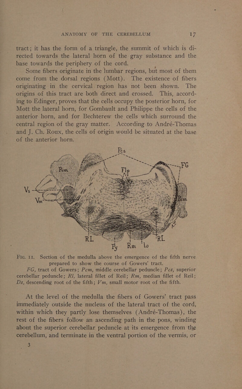 tract; it has the form of a triangle, the summit of which is di- rected towards the lateral horn of the gray substance and the base towards the periphery of the cord. Some fibers originate in the Jumbar regions, but most of them come from the dorsal regions (Mott). The existence of fibers originating in the cervical. region has not been shown. The origins of this tract are both direct and crossed. This, accord- ing to Edinger, proves that the cells occupy the posterior horn, for Mott the lateral horn, for Gombault and Philippe the cells of the anterior horn, and for Bechterew the cells which surround the central region of the gray matter. According to André-Thomas and J. Ch. Roux, the cells of origin would be situated at the base of the anterior horn. At the level of the medulla the fibers of Gowers’ tract pass immediately outside the nucleus of the lateral tract of the cord, within which they partly lose themselves (André-Thomas), the rest of the fibers follow an ascending path in the pons, winding about the superior cerebellar peduncle at its emergence from the cerebellum, and terminate in the ventral portion of the vermis, or 3