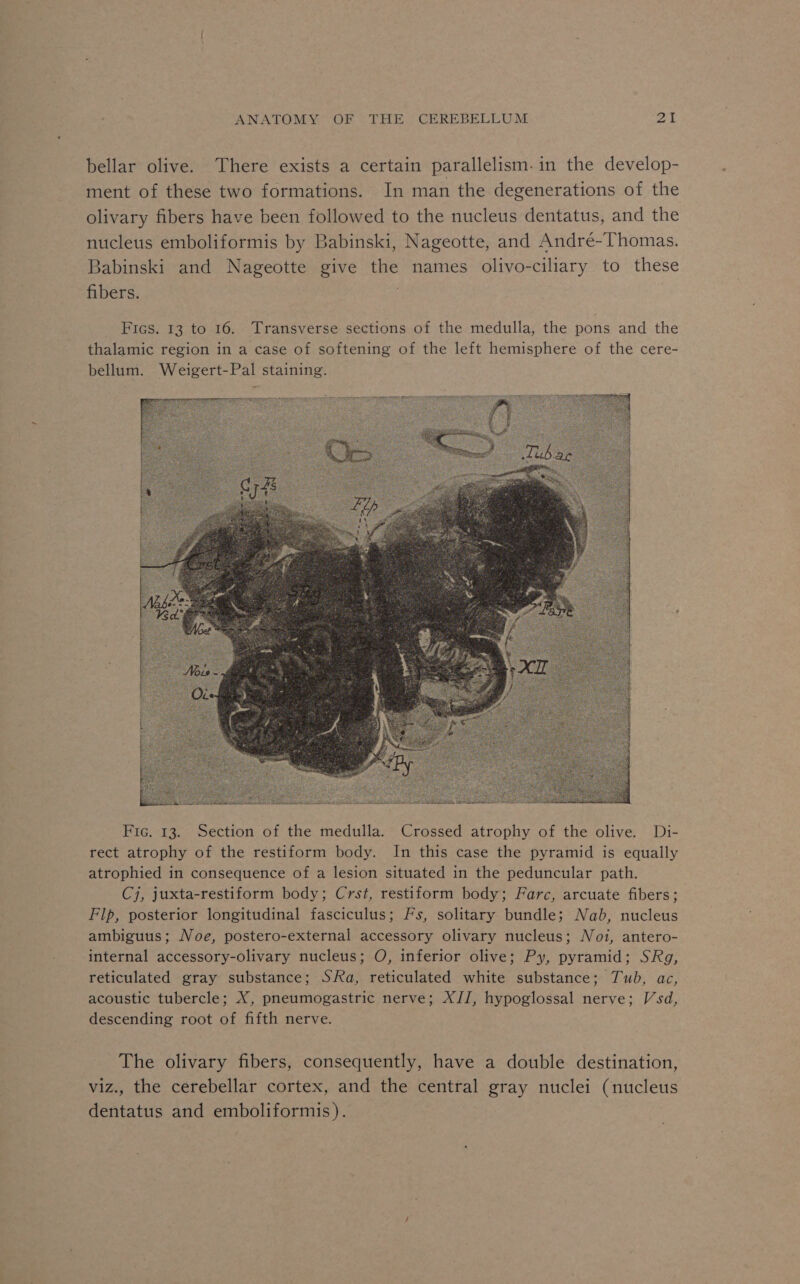 bellar olive. There exists a certain parallelism. in the develop- ment of these two formations. In man the degenerations of the olivary fibers have been followed to the nucleus dentatus, and the nucleus emboliformis by Babinski, Nageotte, and André-Thomas. Babinski and Nageotte give the names olivo-ciliary to these fibers. | Fics. 13 to 16. Transverse sections of the medulla, the pons and the thalamic region in a case of softening of the left hemisphere of the cere- bellum. Weigert-Pal staining. Fic. 13. Section of the medulla. Crossed atrophy of the olive. Di- rect atrophy of the restiform body. In this case the pyramid is equally atrophied in consequence of a lesion situated in the peduncular path. Cj, juxta-restiform body; Crst, restiform body; Farc, arcuate fibers; FIp, posterior longitudinal fasciculus; Fs, solitary bundle; Nab, nucleus ambiguus; Noe, postero-external accessory olivary nucleus; Noi, antero- internal accessory-olivary nucleus; O, inferior olive; Py, pyramid; SRg, reticulated gray substance; SRa, reticulated white substance; Tub, ac, acoustic tubercle; X, pneumogastric nerve; XJI, hypoglossal nerve; Vsd, descending root of fifth nerve. The olivary fibers, consequently, have a double destination, viz., the cerebellar cortex, and the central gray nuclei (nucleus dentatus and emboliformis).