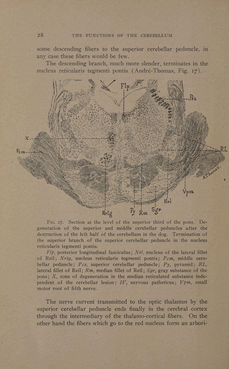 some descending fibers to the superior cerebellar pecans in any case these fibers would be few. The descending branch, much more slender, terminates in the nucleus reticularis tegmenti pontis (André-Thomas, Fig. 17). Fic. 17. Section at the level of the superior third of the pons. De- generation of the superior and middle cerebellar peduncles after the destruction of the left half of the cerebellum in the dog. Termination of the superior branch of the superior cerebellar peduncle in the nucleus reticularis tegmenti pontis. Flp, posterior longitudinal fasciculus; Nvil, nucleus of the lateral fillet of Reil; Nrtg, nucleus reticularis tegmenti pontis; Pcm, middle cere- bellar peduncle; Pcs, superior cerebellar peduncle; Py, pyramid; RL, lateral fillet of Reil; Rm, median fillet of Reil; Sgr, gray substance of the pons; X, zone of degeneration in the median reticulated substance inde- pendent of the cerebellar lesion; JV, nervous patheticus; Vpm, small motor root of fifth nerve. The nerve current transmitted to the optic thalamus by the superior cerebellar peduncle ends finally in the cerebral cortex through the intermediary of the thalamo-cortical fibers. On the other hand the fibers which go to the red nucleus form an arbori-