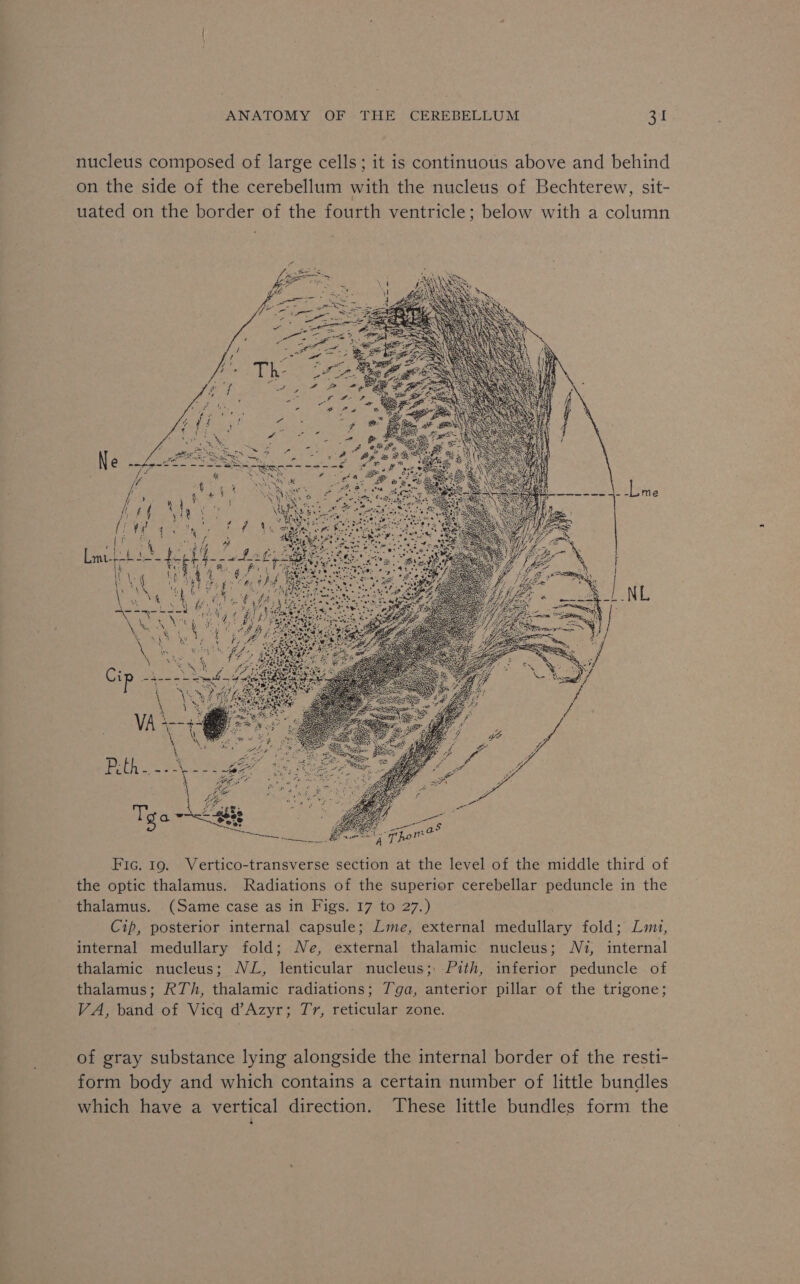 nucleus composed of large cells; it is continuous above and behind on the side of the cerebellum with the nucleus of Bechterew, sit- uated on the border of the fourth ventricle; below with a column Fic. 19. Vertico-transverse section at the level of the middle third of the optic thalamus. Radiations of the superior cerebellar peduncle in the thalamus. (Same case as in Figs. 17 to 27.) . Cip, posterior internal capsule; Lime, external medullary fold; Lit, internal medullary fold; Ne, external thalamic nucleus; Nz, internal thalamic nucleus; NL, lenticular nucleus; Pith, inferior peduncle of thalamus; RTh, thalamic radiations; Tga, anterior pillar of the trigone; VA, band of Vicq d’Azyr; Ty, reticular zone. of gray substance lying alongside the internal border of the resti- form body and which contains a certain number of little bundles which have a vertical direction. ‘These little bundles form the