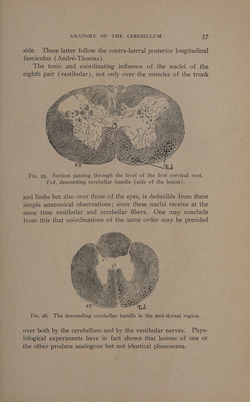 side. These latter follow the contra-lateral posterior longitudinal fasciculus (André-Thomas). | The tonic and coordinating influence of the nuclei of the eighth pair (vestibular), not only over the muscles of the trunk Fic. 25. Section passing through the level of the first cervical root. Fed, descending cerebellar bundle (side of the lesion). and limbs but also over those of the eyes, is deducible from these simple anatomical observations ; since these nuclei receive at the same time vestibular and cerebellar fibers. One may conclude from this that codrdinations of the same order may be presided + Fic. 26. The descending cerebellar bundle in the mid-dorsal region. over both by the cerebellum and by the vestibular nerves. Phys- iological experiments have in fact shown that lesions of one or the other produce analogous but not identical phenomena.