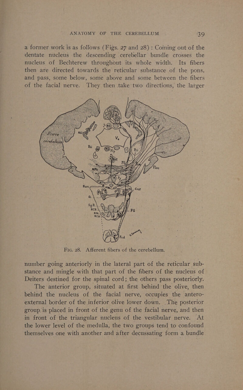 a former work is as follows (Figs. 27 and 28) : Coming out of the dentate nucleus the descending cerebellar bundle crosses the nucleus of Bechterew throughout its whole width. Its fibers then are directed towards the reticular substance of the pons, and pass, some below, some above and some between the fibers of the facial nerve. They then take*two directions, the larger number going anteriorly in the lateral part of the reticular sub- stance and mingle with that part of the fibers of the nucleus of Deiters destined for the spinal cord; the others pass posteriorly. The anterior group, situated at first behind the olive, then behind the nucleus of the facial nerve, occupies the antero- external border of the inferior olive lower down. .The posterior group.is placed in front of the genu of the facial nerve, and then in front of the triangular nucleus of the vestibular nerve. At the lower level of the medulla, the two groups tend to confound themselves one with another and after decussating form a bundle