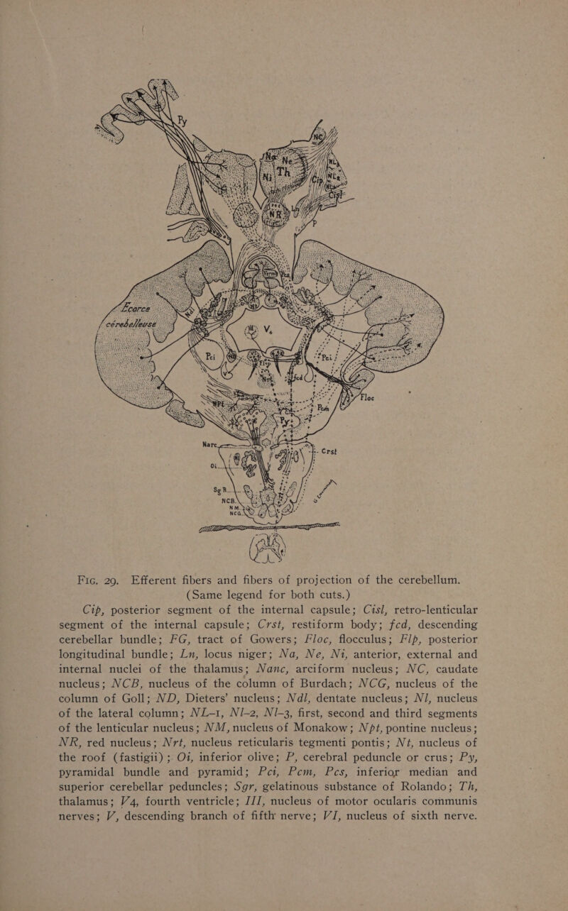 H Peis Me | A ‘Ss Swe Wifi a YA Fic. 29. Efferent fibers and fibers of projection of the cerebellum. (Same legend for both cuts.) Cip, posterior segment of the internal capsule; Cisl, retro-lenticular segment of the internal capsule; Crst, restiform body; fcd, descending cerebellar bundle; FG, tract of Gowers; Floc, flocculus; Flp, posterior longitudinal bundle; Ln, locus niger; Na, Ne, Ni, anterior, external and internal nuclei of the thalamus; Namnc, arciform nucleus; NC, caudate nucleus; NCB, nucleus of the column of Burdach; NCG, nucleus of the column of Goll; ND, Dieters’ nucleus; Ndl, dentate nucleus; N/, nucleus of the lateral column; NL-1, Ni-2, NI-3, first, second and third segments of the lenticular nucleus; NM, nucleus of Monakow; Nt, pontine nucleus; NR, red nucleus; Nrt, nucleus reticularis tegmenti pontis; Né, nucleus of the roof (fastigii) ; Oi, inferior olive; P, cerebral peduncle or crus; Py, pyramidal bundle and pyramid; Pci, Pcem, Pcs, inferior median and superior cerebellar peduncles; Sgr, gelatinous substance of Rolando; Th, thalamus; 74, fourth ventricle; J/Z, nucleus of motor ocularis communis nerves; VY, descending branch of fifth nerve; VJ, nucleus of sixth nerve.