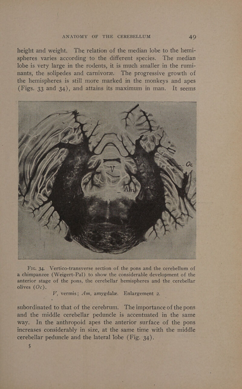 height and weight. The relation of the median lobe to the hemi- spheres varies according to the different species. The median lobe is very large in the rodents, it is much smaller in the rumi- nants, the solipedes and carnivore. The progressive growth of the hemispheres is still more marked in the monkeys and apes (Figs. 33 and 34), and attains its maximum in man. It seems V, vermis; Am, amygdale. Enlargement 2. * subordinated to that of the cerebrum. The importance of the pons and the middle cerebellar peduncle is accentuated in the same way. In the anthropoid apes the anterior surface of the pons increases considerably in size, at the same time with the middle cerebellar peduncle and the lateral lobe (Fig. 34). 5