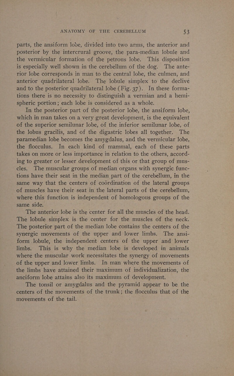 parts, the ansiform lobe, divided into two arms, the anterior and posterior by the intercrural groove, the para-median lobule and the vermicular formation of the petrous lobe. This disposition is especially well shown in the cerebellum of the dog. The ante- rior lobe corresponds in man to the central lobe, the culmen, and anterior quadrilateral lobe. The lobule simplex to the declive and to the posterior quadrilateral lobe (Fig. 37). In these forma- tions there is no necessity to distinguish a vermian and a hemi- spheric portion; each lobe is considered as a whole. | In the posterior part of the posterior lobe, the ansiform lobe, which in man takes on a very great development, is the equivalent of the superior semilunar lobe, of the inferior semilunar lobe, of the lobus gracilis, and of the digastric lobes all together. The paramedian lobe becomes the amygdalus, and the vermicular lobe, the flocculus. In each kind of mammal, each of these parts takes on more or less importance in relation to the others, accord- ing to greater or lesser development of this or that group of mus- cles. The muscular groups of median organs with synergic func- tions have their seat in the median part of the cerebellum, in the same way that the centers of coordination of the lateral groups of muscles have their seat in the lateral parts of the cerebellum, where this function is independent of homologous groups of the - same side. The anterior lobe is the center for all the muscles of the head. The lobule simplex is the center for the muscles of the neck. The posterior part of the median lobe contains the centers of the synergic movements of the upper and lower limbs. The ansi- form .lobule, the independent centers of the upper and lower limbs. This is why the median lobe is developed in animals where the muscular work necessitates the synergy of movements of the upper and lower limbs. In man where the movements of the limbs have attained their maximum of individualization, the anciform lobe attains also its maximum of development. The tonsil or amygdalus and the pyramid appear to be the centers of the movements of the trunk; the flocculus that of the movements of the tail.