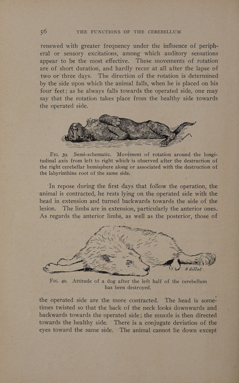 renewed with greater frequency under the influence of periph- eral. or sensory excitations, among which auditory sensations appear to be the most effective. These movements of rotation are of short duration, and hardly recur at all after the lapse of two or three days. The direction of the rotation is determined by the side upon which the animal falls, when he is placed on his four feet; as he always falls towards the operated side, one may say that the rotation takes place from the healthy side towards the operated side. Fic. 39. Semi-schematic. Movement of rotation around the longi- tudinal axis from left to right which is observed after the destruction of the right cerebellar hemisphere along or associated with the destruction of the labyrinthine root of the same side. « In repose during the first days that follow the operation, the animal is contracted, he rests lying on the operated side with the head in extension and turned backwards towards the side of the lesion. The limbs are in extension, particularly the anterior ones. As regards the anterior limbs, as well as the posterior, those of the operated side are the more contracted. The head is some- times twisted so that the back.of the neck looks downwards and backwards towards the operated side; the muzzle is then directed towards the healthy side. There is a conjugate deviation of the eyes toward the same side. The animal cannot lie down except