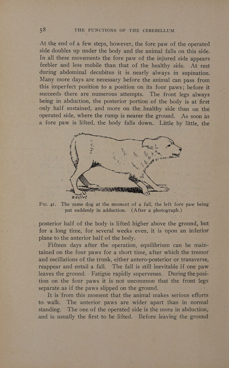 At the end of a few steps, however, the fore paw of the operated side doubles up under the body and the animal falls on this side. In all these movements the fore paw of the injured side appears feebler and less mobile than that of the healthy side. At rest during abdominal decubitus it is nearly always in supination. Many more days are necessary before the animal can pass from this imperfect position to a position on its four paws; before it succeeds there are numerous attempts. The front legs always being in abduction, the posterior portion of the body is at first only half sustained, and more on the healthy side than on the operated side, where the rump is nearer the ground. As soon as a fore paw is lifted, the body falls down. Little by little, the NG nGilleL Fic. 41. The ‘same dog at the moment of a fall, the left fore paw being put suddenly in adduction. (After a Photograph.) _ posterior half of the body is lifted: higher above Hie ones but for a long time, for several weeks even, it is peg an inferior plane to the anterior half of the body. Fifteen days after the operation, equilibrium can be main- tained on the four paws for a short time, after which the tremor and oscillations of the trunk, either antero-posterior or transverse, reappear and entail a fall. The fall is still inevitable if one paw leaves the ground. Fatigue rapidly supervenes. During the posi- tion on the four paws it is not uncommon that the front Bis separate as if the paws slipped on the ground. It is from this moment that the animal makes serious efforts to walk. The anterior paws are wider apart than in normal standing. The one of the operated side is the more in abduction, and is usually the first to be lifted. Before leaving the ground