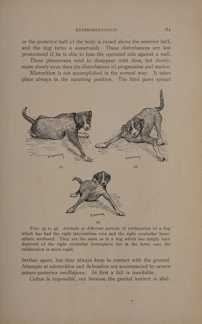 or the posterior half of the body is raised above the anterior half, and the dog turns a somersault. These disturbances are less ‘pronounced if he is able to lean the operated side against a wall. These phenomena tend to disappear with time, but slowly, more slowly even than the disturbances of progression and station. Micturition is not accomplished in the normal way. It takes place always in the squatting position. The hind paws spread further apart, but they always keep in contact with the ground. Attempts at micturition and defecation are accompanied by severe antero-posterior oscillations. At first a fall is inevitable. Coitus is impossible, not because the genital instinct is abol-