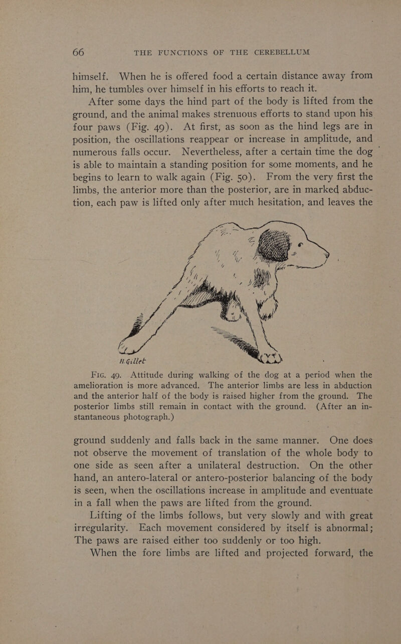 himself. When he is offered food a certain distance away from him, he tumbles over himself in his efforts to reach it. After some days the hind part of the body is lifted from the ground, and the animal makes strenuous efforts to stand upon his four paws (Fig. 49). At first, as soon as the hind legs are in position, the oscillations reappear or increase in amplitude, and numerous falls occur. Nevertheless, after a certain time the dog ~ is able to maintain a standing position for some moments, and he begins to learn to walk again (Fig. 50). From the very first the limbs, the anterior more than the posterior, are in marked abduc- tion, each paw is lifted only after much hesitation, and leaves the H.GilleE Fic. 49. Attitude during walking of the dog at a period when the amelioration is more advanced. The anterior limbs are less in abduction and the anterior half of the body is raised higher from the ground. The posterior limbs still remain in contact with the ground. (After an in- stantaneous photograph.) ground suddenly and falls back in the same manner. One does not observe the movement of translation of the whole body to one side as seen after a unilateral destruction. On the other hand, an antero-lateral or antero-posterior balancing of the body is seen, when the oscillations increase in amplitude and eventuate in a fall when the paws are lifted from the ground. Lifting of the limbs follows, but very slowly and with great irregularity. Each movement considered by itself is abnormal; The paws are raised either too suddenly or too high. When the fore limbs are lifted and projected forward, the