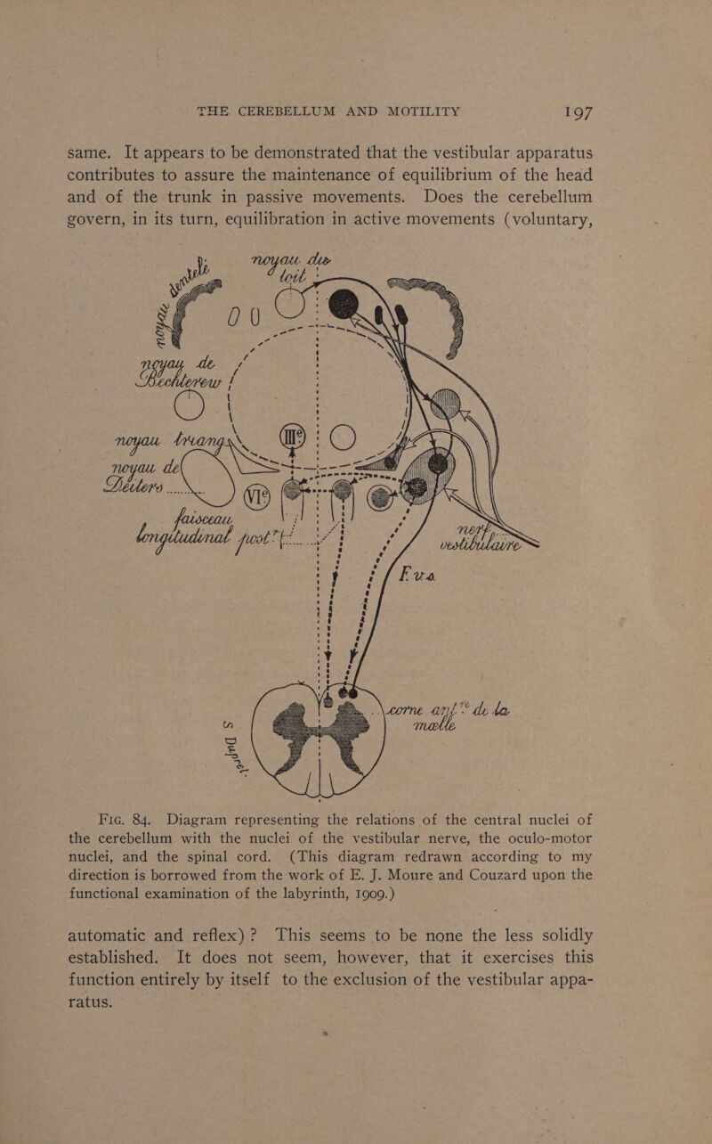 same. It appears to be demonstrated that the vestibular apparatus contributes to assure the maintenance of equilibrium of the head and of the trunk in passive movements. Does the cerebellum govern, in its turn, equilibration in active movements (voluntary, ——— woce pw enzea _ Fic. 84. Diagram representing the relations of the central nuclei of the cerebellum with the nuclei of the vestibular nerve, the oculo-motor nuclei, and the spinal cord. (This diagram redrawn according to my direction is borrowed from the work of E. J. Moure and Couzard upon the functional examination of the labyrinth, 1909.) automatic and reflex)? This seems to be none the less solidly established. It does not seem, however, that it exercises this function entirely by itself to the exclusion of the vestibular appa- ratus.