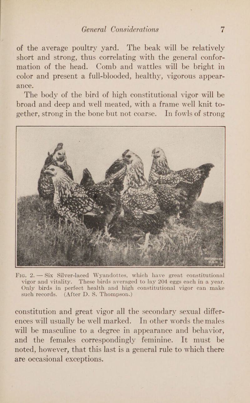 of the average poultry yard. The beak will be relatively short and strong, thus correlating with the general confor- mation of the head. Comb and wattles will be bright in color and present a full-blooded, healthy, vigorous appear- ance. The body of the bird of high constitutional vigor will be broad and deep and well meated, with a frame well knit to- gether, strong in the bone but not coarse. In fowls of strong constitution and great vigor all the secondary sexual differ- ences will usually be well marked. In other words the males will be masculine to a degree in appearance and behavior, and the females correspondingly feminine. It must be noted, however, that this last is a general rule to which there are occasional exceptions.