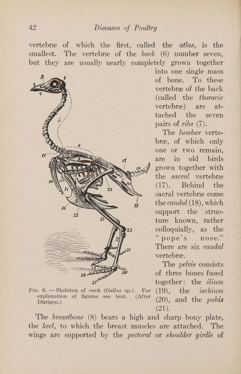 vertebree of which the first, called the atlas, is the smallest. The vertebree of the back (6) number seven, but they are usually nearly completely grown together into one single mass of bone. To these vertebree of the back (called the thoracic vertebre) are at- tached the seven pairs of. ribs (7). The lumbar verte- bre, of which only one or two remain, are in old = birds grown together with the sacral vertebree (17). Behind the sacral vertebrae come the caudal (18), which support the — struc- ture known, rather colloquially, as the “pope’s nose.” There are six caudal vertebre. The pelvis consists of three bones fused together: the ezum Fie. 6. — Skeleton of cock (Gallus sp.). For (19), the aschiwm explanation of figures see text. (After (20) and. the pu ibis Bb] Dirigen.) | (21), The breastbone (8) bears a high and sharp bony plate, the keel, to which the breast muscles are attached. The Wings are supported by the pectoral or shoulder girdle of