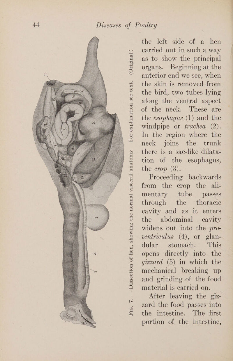 (Original.) Fic. 7. — Dissection of hen, showing the normal visceral anatomy. For explanation see text. the left side of a hen carried out in such a way as to show the principal organs. Beginning at the anterior end we see, when the skin is removed from the bird, two tubes lying along the ventral aspect of the neck. These are the esophagus (1) and the windpipe or trachea (2). In the region where the neck joins the trunk there is a sac-like dilata- tion of the esophagus, the crop (8). Proceeding backwards from the crop the ali- mentary tube passes through the thoracic cavity and as it enters the abdominal — cavity widens out into the pro- ventriculus (4), or glan- dular stomach. This opens directly into the gizzard (5) in which the mechanical breaking up and grinding of the food material is carried on. After leaving the giz- zard the food passes into the intestine. The first portion of the intestine,