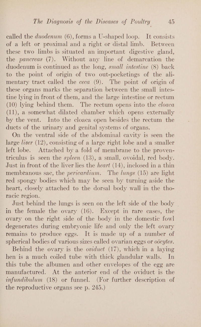called the duodenum (6), forms a U-shaped loop. It consists of a left or proximal and a right or distal limb. Between these two limbs is situated an important digestive gland, the pancreas (7). Without any line of demarcation the duodenum is continued as the long, small intestine (8) back to the point of origin of two out-pocketings of the ali- mentary tract called the ceca (9). The point of origin of these organs marks the separation between the small intes- tine lying in front of them, and the large intestine or rectum (10) lying behind them. The rectum opens into the cloaca (11), a somewhat dilated chamber which opens externally by the vent. Into the cloaca open besides the rectum the ducts of the urinary and genital systems of organs. On the ventral side of the abdominal cavity is seen the large liver (12), consisting of a large right lobe and a smaller left lobe. Attached by a fold of membrane to the proven- triculus is seen the spleen (13), a small, ovoidal, red body. Just in front of the liver lies the heart (14), inclosed in a thin membranous sac, the pericardium. The lungs (15) are light red spongy bodies which may be seen by turning aside the heart, closely attached to the dorsal body wall in the tho- racic region. Just behind the lungs is seen on the left side of the body | in the female the ovary (16). Except in rare cases, the ovary on the right side of the body in the domestic fowl degenerates during embryonic life and only the left ovary remains to produce eggs. It is made up of a number of spherical bodies of various sizes called ovarian eggs or odcytes. Behind the ovary is the oviduct (17), which in a laying hen is a much coiled tube with thick glandular walls. In this tube the albumen and other envelopes of the egg are manufactured. At the anterior end of the oviduct is the infundibulum (18) or funnel. (For further description of the reproductive organs see p. 245.)
