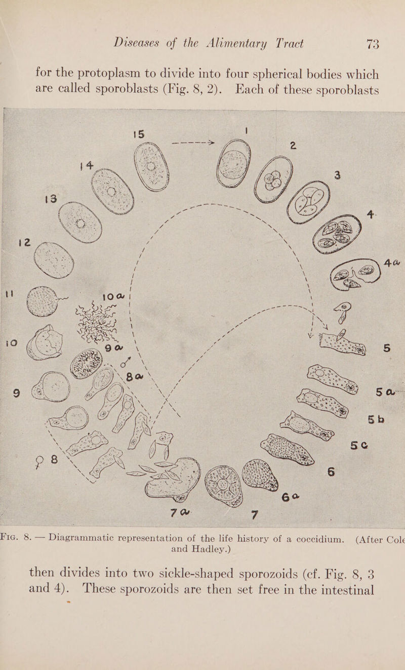 for the protoplasm to divide into four spherical bodies which are called sporoblasts (Fig. 8, 2). Each of these sporoblasts Fie. 8. — Diagrammatic representation of the life history of a coccidium. (After Cole and Hadley.) then divides into two sickle-shaped sporozoids (cf. Fig. 8, 3 and 4). These sporozoids are then set free in the intestinal