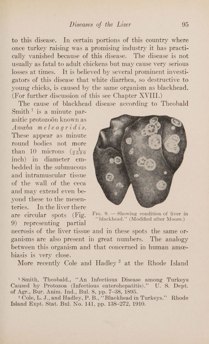 to this disease. In certain portions of this country where once turkey raising was a promising industry it has practi- cally vanished because of this disease. ‘The disease is not usually as fatal to adult chickens but may cause very serious losses at times. It is believed by several prominent investi- gators of this disease that white diarrhea, so destructive to young chicks, is caused by the same organism as blackhead. (For further discussion of this see Chapter XVIII.) The cause of blackhead disease according to Theobald Smith ' is a minute par- asitic protozo6n known as Ameba meleagridis. These appear as minute round bodies not more than 10 microns (ss00 inch) in diameter em- bedded in the submucous and intramuscular tissue of the wall of the ceca and may extend even be- yond these to the mesen- teries. In the liver there are circular spots (Fig. 9) representing partial necrosis of the liver tissue and in these spots the same or- ganisms are also present in great numbers. The analogy between this organism and that concerned in human amce- biasis is very close. More recently Cole and Hadley” at the Rhode Island Fie. 9. — Showing condition of liver in ‘“blackhead.’’ (Modified after Moore.) 1Smith, Theobald., ‘‘An Infectious Disease among Turkeys Caused by Protozoa (Infectious enterohepatitis).”’ U. S. Dept. of Agr., Bur. Anim. Ind., Bul. 8, pp. 7-38, 1895. 2 Cole, L. J., and Hadley, P. B., ‘‘ Blackhead in Turkeys.’’ Rhode Island Expt. Stat. Bul. No. 141, pp. 188-272, 1910.