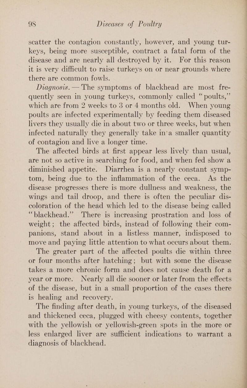 scatter the contagion constantly, however, and young tur- keys, being more susceptible, contract a fatal form of the disease and are nearly all destroyed by it. For this reason it is very difficult to raise turkeys on or near grounds where there are common fowls. Diagnosis. — The symptoms of blackhead are most fre- quently seen in young turkeys, commonly called “ poults,”’ which are from 2 weeks to 3 or 4 months old. When young poults are infected experimentally by feeding them diseased livers they usually die in about two or three weeks, but when infected naturally they generally take in‘a smaller quantity of contagion and live a longer time. The affected birds at first appear less lively than usual, are not so active in searching for food, and when fed show a diminished appetite. Diarrhea is a nearly constant symp- tom, being due to the inflammation of the ceca. As the disease progresses there is more dullness and weakness, the wings and tail droop, and there is often the peculiar dis- coloration of the head which led to the disease being called “blackhead.”” There is increasing prostration and loss of weight; the affected birds, instead of following their com- panions, stand about in a listless manner, indisposed to move and paying little attention to what occurs about them. The greater part of the affected poults die within three or four months after hatching; but with some the disease takes a more chronic form and does not cause death for a year or more. Nearly all die sooner or later from the effects of the disease, but in a small proportion of the cases there is healing and recovery. The finding after death, in young turkeys, of the diseased and thickened ceca, plugged with cheesy contents, together with the yellowish or yellowish-green spots in the more or less enlarged liver are sufficient indications to warrant a diagnosis of blackhead. I ee a