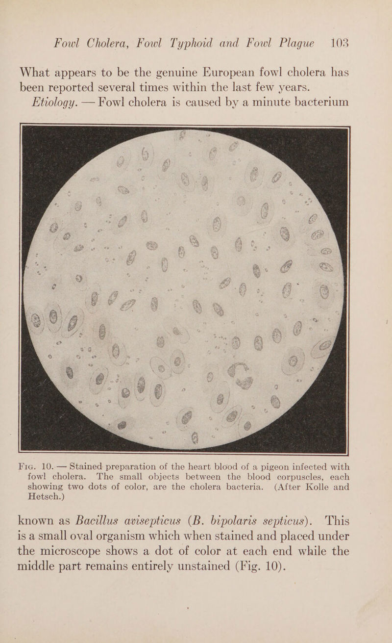What appears to be the genuine European fowl cholera has been reported several times within the last few years. Etiology. — Fowl cholera is caused by a minute bacterium known as Bacillus avisepticus (B. bipolaris septicus). This is a small oval organism which when stained and placed under the microscope shows a dot of color at each end while the middle part remains entirely unstained (Fig. 10).
