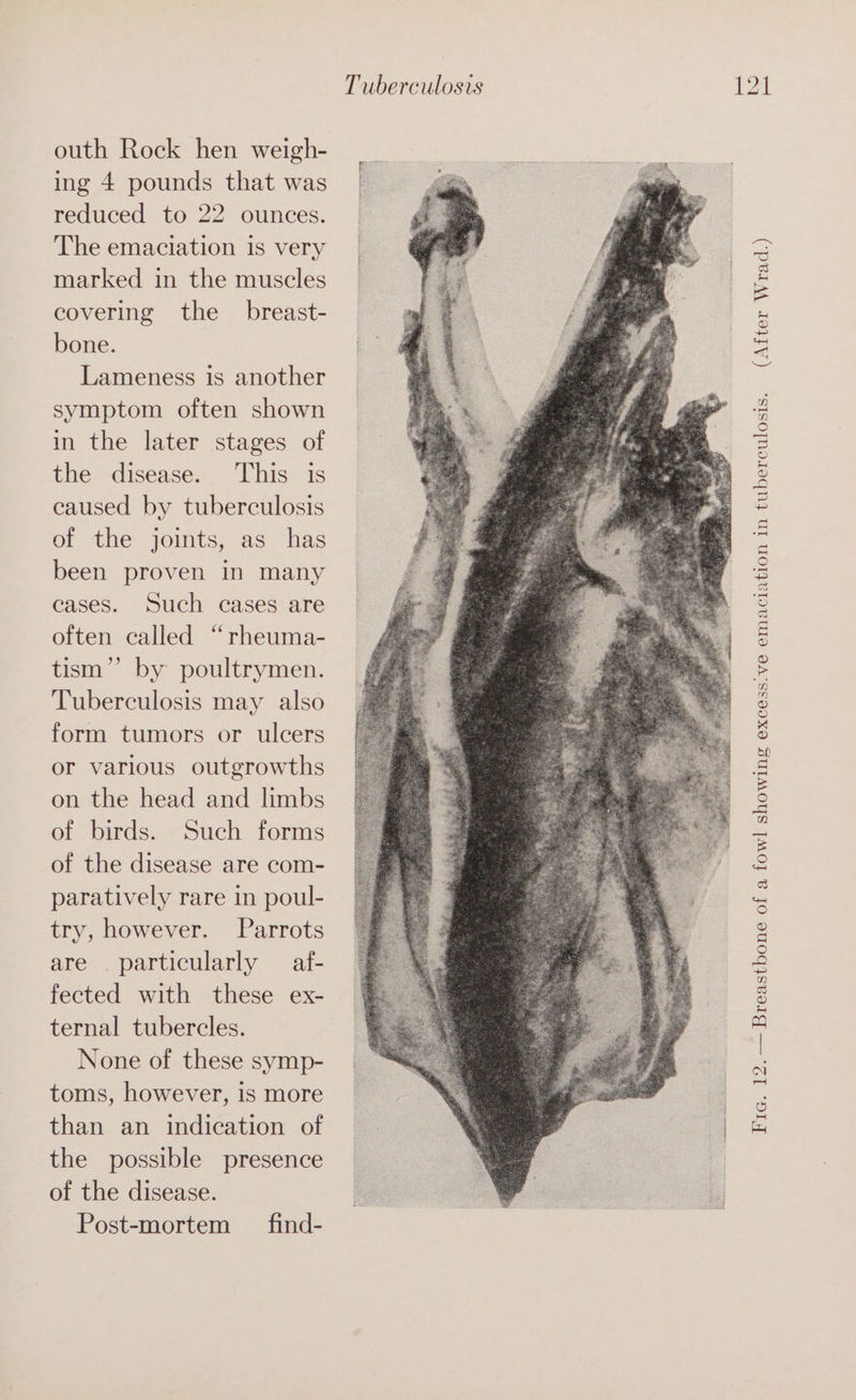 outh Rock hen weigh- ing 4 pounds that was reduced to 22 ounces. The emaciation is very marked in the muscles covering the breast- bone. Lameness is another symptom often shown in the later stages of the disease. This is caused by tuberculosis of the joints, as has been proven in many cases. Such cases are often called “rheuma- tism”’ by poultrymen. Tuberculosis may also form tumors or ulcers or various outgrowths on the head and limbs of birds. Such forms of the disease are com- paratively rare in poul- try, however. Parrots are particularly — af- fected with these ex- ternal tubercles. None of these symp- toms, however, is more than an indication of the possible presence of the disease. Post-mortem __ find- Tuberculosis 121 (After Wrad.) Fic. 12. — Breastbone of a fowl showing excess:ve emaciation in tuberculosis.
