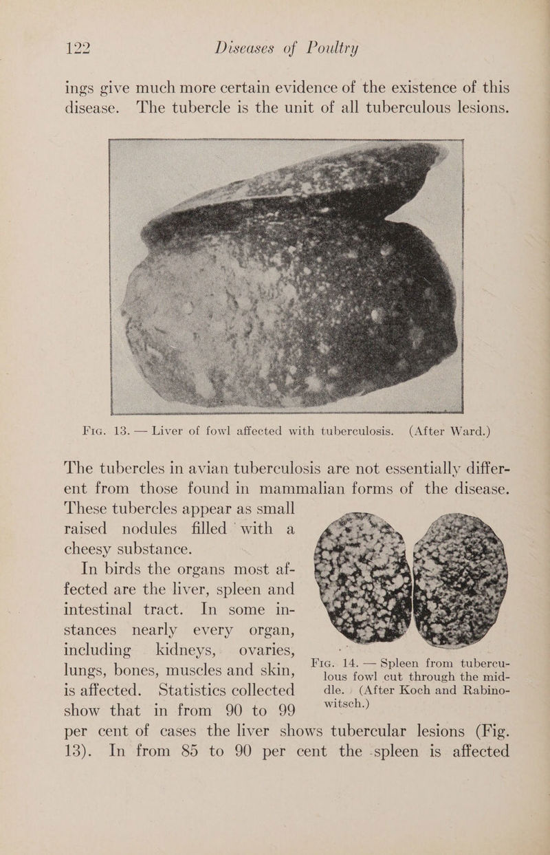 RSE RE TURRET PAST BRREETISE RAI IN AI These tubercles appear as small raised nodules filled with a cheesy substance. In birds the organs most af- fected are the liver, spleen and intestinal tract. In some in- stances nearly every organ, including kidneys, —_ ovaries, lungs, bones, muscles and skin, is affected. Statistics collected show that in from 90 to 99 Fig. 14. — Spleen from tubercu- lous fowl cut through the mid- dle. (After Koch and Rabino- witsch.)