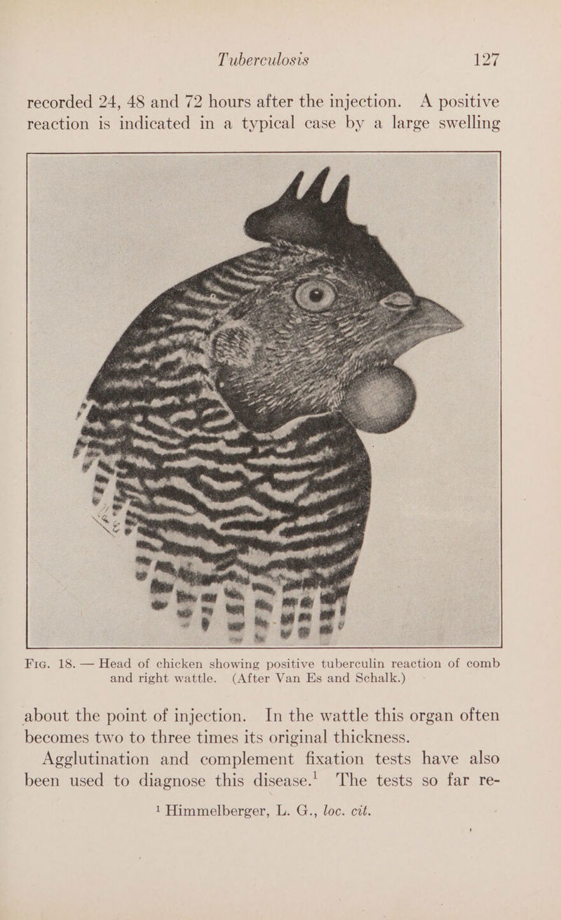 recorded 24, 48 and 72 hours after the injection. A positive reaction is indicated in a typical case by a large swelling Fig. 18. — Head of chicken showing positive tuberculin reaction of comb and right wattle. (After Van Es and Schalk.) about the point of injection. In the wattle this organ often becomes two to three times its original thickness. Agglutination and complement fixation tests have also been used to diagnose this disease.’ The tests so far re- 1 Himmelberger, L. G., loc. cit.