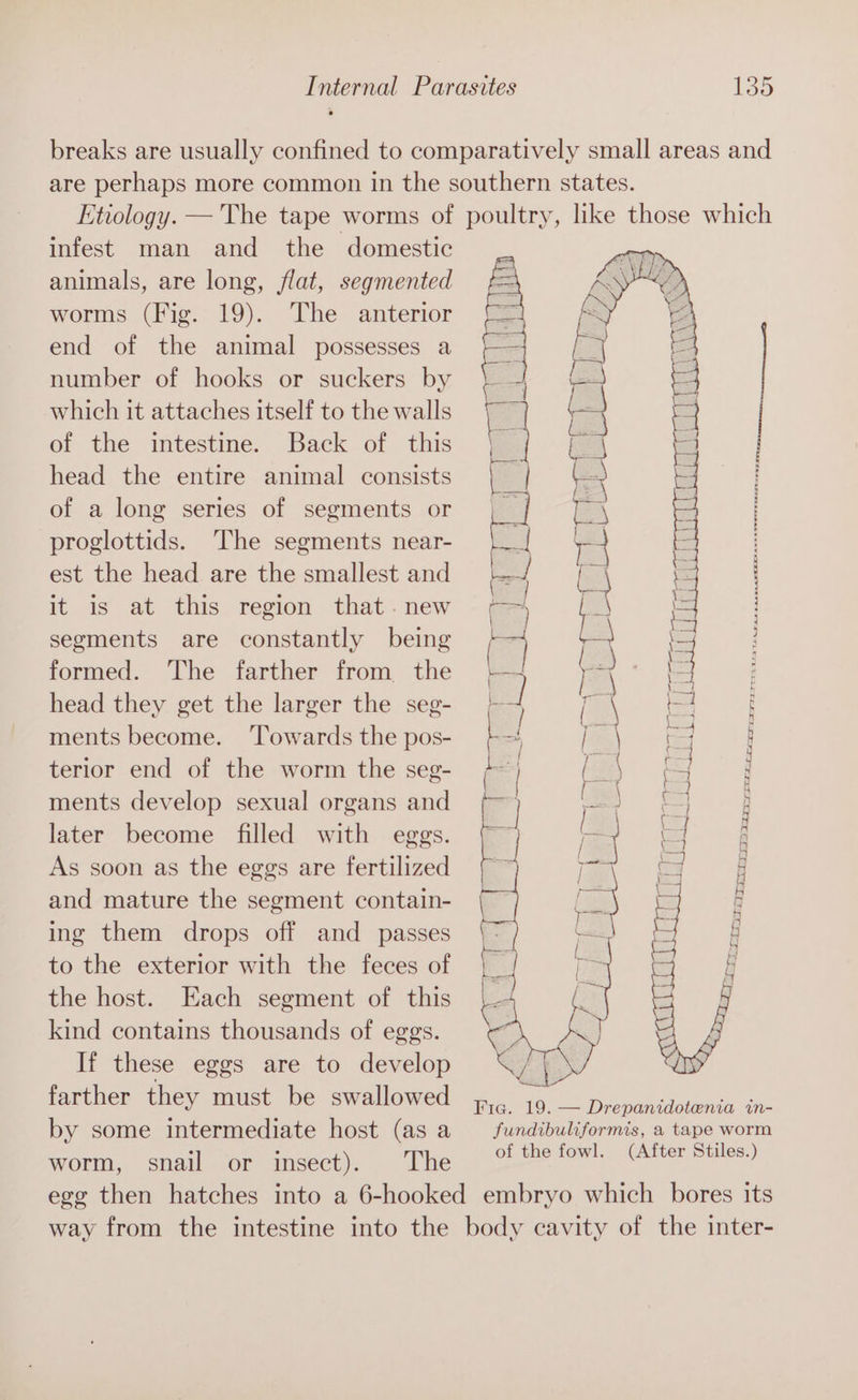 infest man and the domestic animals, are long, flat, segmented worms (Fig. 19). The anterior end of the animal possesses a number of hooks or suckers by which it attaches itself to the walls of the intestine. Back of this head the entire animal consists of a long series of segments or proglottids. ‘The segments near- est the head are the smallest and it is at this region that .new segments are constantly being formed. The farther from the head they get the larger the seg- ments become. ‘Towards the pos- terior end of the worm the seg- ments develop sexual organs and later become filled with eggs. As soon as the eggs are fertilized and mature the segment contain- ing them drops off and _ passes to the exterior with the feces of the host. Each segment of this kind contains thousands of eggs. If these eggs are to develop farther they must be swallowed by some intermediate host (as a worm, snail or insect). The ree oR WE Se ie ea my Be | ep he } | j ' H i i j ee re oe i j sae GARR ne ed Rio ea eS yp }  4 . eae ee ce made, eg RS a bag! t = ee ye ae + ; t 4 5 5, 5 ; ‘ i — Fic. 19. — Drepanidotenia in- fundibuliformis, a tape worm of the fowl. (After Stiles.)