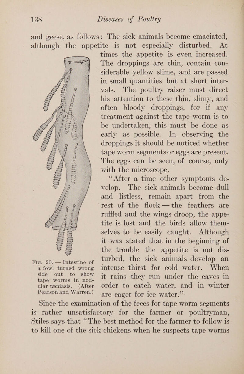 The sick animals become emaciated, Fic. 20. — Intestine of a fowl turned wrong side out to show tape worms in nod- ular teeniasis. (After Pearson and Warren.) times the appetite is even increased. The droppings are thin, contain con- siderable yellow slime, and are passed in small quantities but at short inter- vals. The poultry raiser must direct his attention to these thin, slimy, and often bloody droppings, for if any treatment against the tape worm is to be undertaken, this must be done as early as possible. In observing the droppings it should be noticed whether tape worm segments or eggs are present. The eggs can be seen, of course, only with the microscope. “After a time other symptonis de- velop. The sick animals become dull and listless, remain apart from the ruffled and the wings droop, the appe- tite is lost and the birds allow them- selves to be easily caught. Although it was stated that in the beginning of the trouble the appetite is not dis- turbed, the sick animals develop an intense thirst for cold water. When it rains they run under the eaves in order to catch water, and in winter are eager for ice water.”