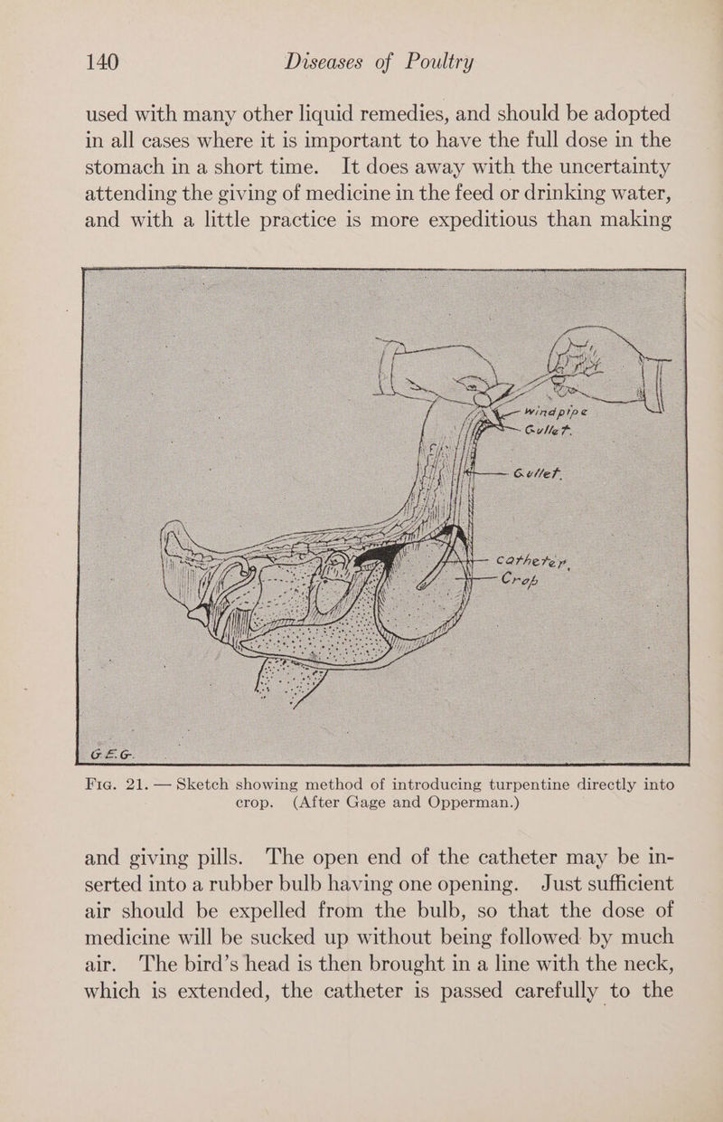 Fig. 21. — Sketch showing method of introducing turpentine directly into crop. (After Gage and Opperman.) and giving pills. The open end of the catheter may be in- serted into a rubber bulb having one opening. Just sufficient air should be expelled from the bulb, so that the dose of medicine will be sucked up without being followed by much air. The bird’s head is then brought in a line with the neck, which is extended, the catheter is passed carefully to the
