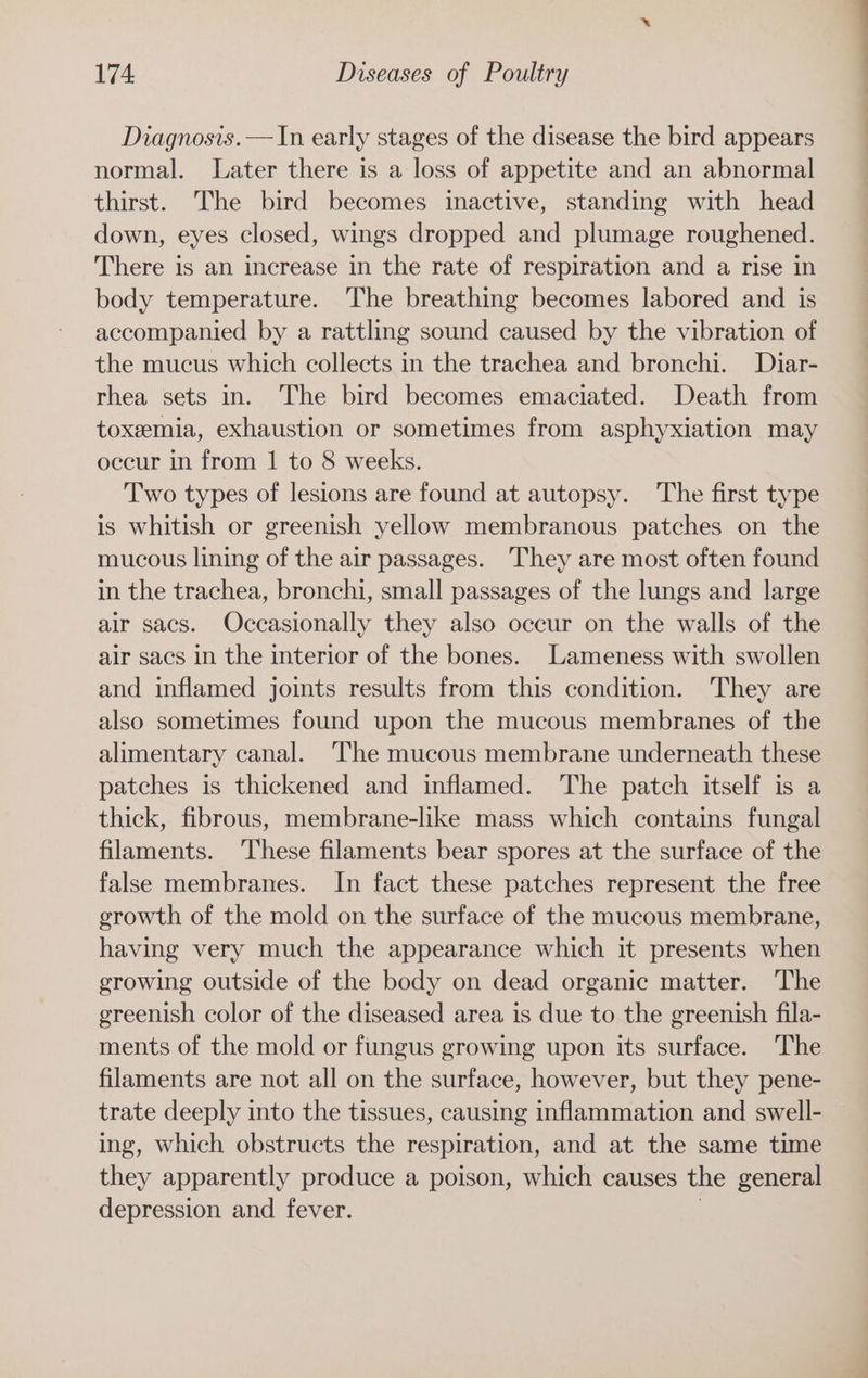 Diagnosis.—In early stages of the disease the bird appears normal. Later there is a loss of appetite and an abnormal thirst. The bird becomes inactive, standing with head down, eyes closed, wings dropped and plumage roughened. There is an increase in the rate of respiration and a rise in body temperature. The breathing becomes labored and is accompanied by a rattling sound caused by the vibration of the mucus which collects in the trachea and bronchi. Daiar- rhea sets in. The bird becomes emaciated. Death from toxemia, exhaustion or sometimes from asphyxiation may occur in from 1 to 8 weeks. Two types of lesions are found at autopsy. The first type is whitish or greenish yellow membranous patches on the mucous lining of the air passages. They are most often found in the trachea, bronchi, small passages of the lungs and large air sacs. Occasionally they also occur on the walls of the air sacs in the interior of the bones. Lameness with swollen and inflamed joints results from this condition. They are also sometimes found upon the mucous membranes of the alimentary canal. The mucous membrane underneath these patches is thickened and inflamed. The patch itself is a thick, fibrous, membrane-like mass which contains fungal filaments. These filaments bear spores at the surface of the false membranes. In fact these patches represent the free growth of the mold on the surface of the mucous membrane, having very much the appearance which it presents when growing outside of the body on dead organic matter. The greenish color of the diseased area is due to the greenish fila- ments of the mold or fungus growing upon its surface. The filaments are not all on the surface, however, but they pene- trate deeply into the tissues, causing inflammation and swell- ing, which obstructs the respiration, and at the same time they apparently produce a poison, which causes the general depression and fever.