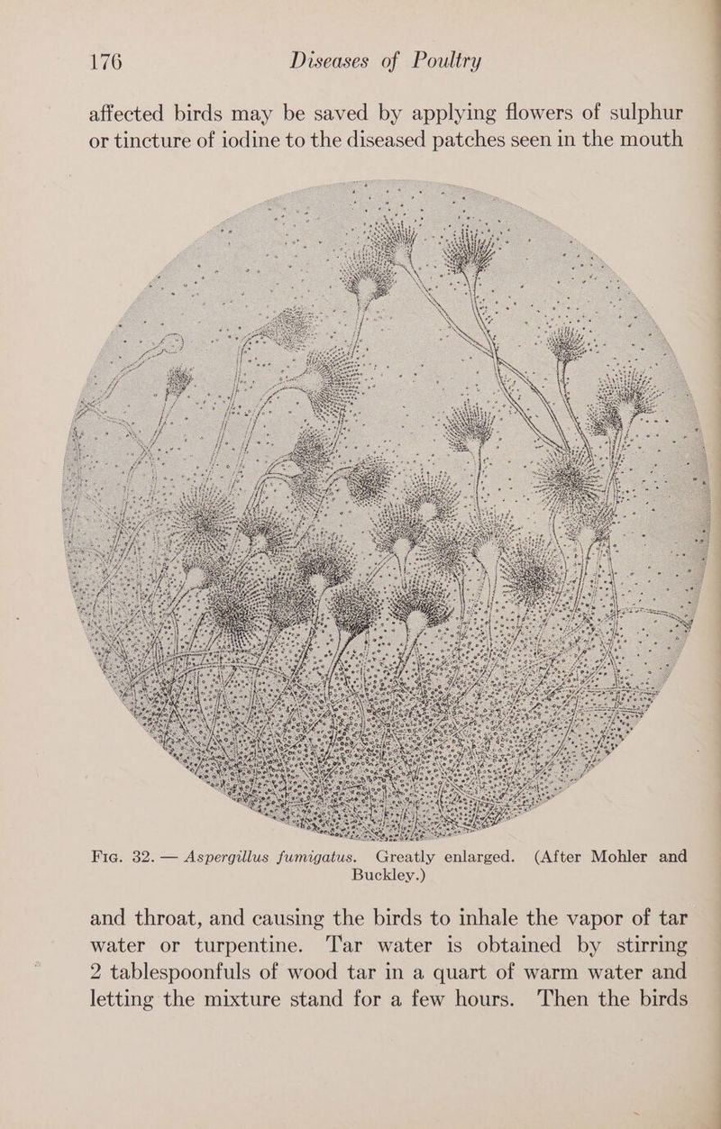 affected birds may be saved by applying flowers of sulphur or tincture of iodine to the diseased patches seen in the mouth (After Mohler and Greatly enlarged. s fumigatus. Buckley.) llu 32. — Asperg Fic. H tho arate: Ss. , fe es oe © @) aS oe Bie q meee oa get QD) GS} eso ese Cg Bees emt op &amp; aa oem ~P, OF8 oe ev Ss a Ore S) See see o0 oe PaO ise eo ‘neo foe = Sa © SOs ee mae k ZEEE TEBE5 Sg ee ES BS Saas C2 fs ae Bee