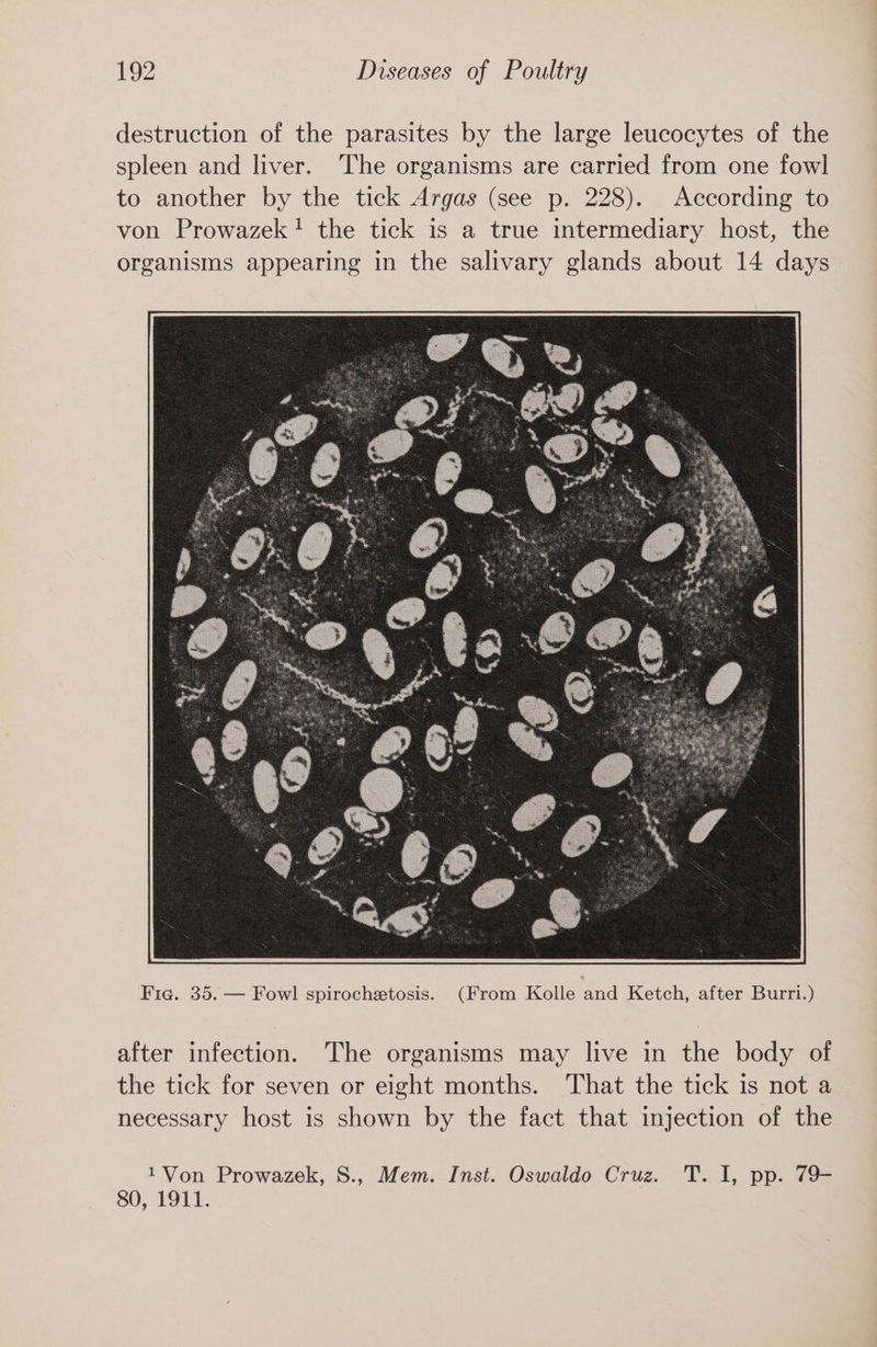 destruction of the parasites by the large leucocytes of the spleen and liver. The organisms are carried from one fowl to another by the tick Argas (see p. 228). According to von Prowazek! the tick is a true intermediary host, the organisms appearing in the salivary glands about 14 days Fig. 35. — Fowl spirochetosis. (From Kolle aad Ketch, after Burri.) after infection. The organisms may live in the body of the tick for seven or eight months. That the tick is not a necessary host is shown by the fact that injection of the 1Von Prowazek, S., Mem. Inst. Oswaldo Cruz. T. I, pp. 79- 80, 1911.