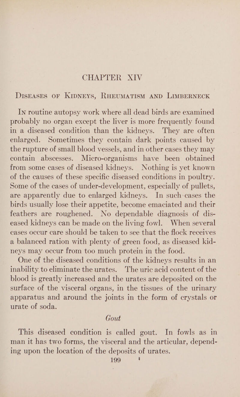 DISEASES OF KIDNEYS, RHEUMATISM AND LIMBERNECK In routine autopsy work where all dead birds are examined probably no organ except the liver is more frequently found in a diseased condition than the kidneys. They are often enlarged. Sometimes they contain dark points caused by the rupture of small blood vessels, and in other cases they may contain abscesses. Micro-organisms have been obtained from some cases of diseased kidneys. Nothing is yet known of the causes of these specific diseased conditions in poultry. Some of the cases of under-development, especially of pullets, are apparently due to enlarged kidneys. In such:cases the birds usually lose their appetite, become emaciated and their feathers are roughened. No dependable diagnosis of dis- eased kidneys can be made on the living fowl. When several cases occur care should be taken to see that the flock receives a balanced ration with plenty of green food, as diseased kid- neys may occur from too much protein in the food. One of the diseased conditions of the kidneys results in an inability to eliminate the urates. The uric acid content of the blood is greatly increased and the urates are deposited on the surface of the visceral organs, in the tissues of the urinary apparatus and around the joints in the form of crystals or urate of soda. Gout This diseased condition is called gout. In fowls as in man it has two forms, the visceral and the articular, depend- ing upon the location of the deposits of urates.