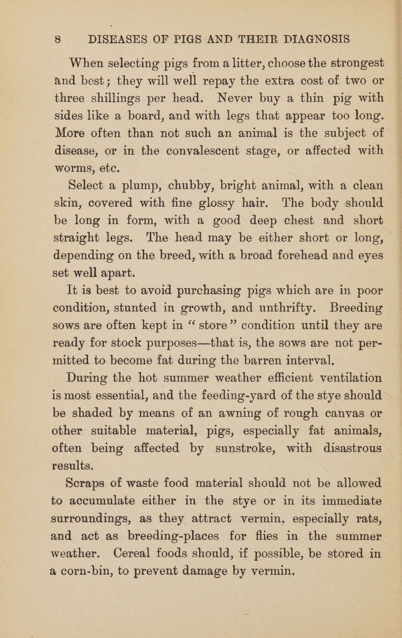 When selecting pigs from a litter, choose the strongest and best; they will well repay the extra cost of two or three shillings per head. Never buy a thin pig with sides like a board, and with legs that appear too long. More often than not such an animal is the subject of disease, or in the convalescent stage, or affected with worms, etc. Select a plump, chubby, bright animal, with a clean skin, covered with fine glossy hair. The body should be long in form, with a good deep chest and short straight legs. The head may be either short or long, © depending on the breed, with a broad forehead and eyes set. well apart. It is best to avoid purchasing pigs which are in poor condition, stunted in growth, and unthrifty. Breeding sows are often kept in “ store” condition until they are ready for stock purposes—that is, the sows are not per- mitted to become fat during the barren interval. During the hot summer weather efficient ventilation is most essential, and the feeding-yard of the stye should be shaded by means of an awning of rough canvas or other suitable material, pigs, especially fat animals, often being affected by sunstroke, with disastrous results. Scraps of waste food material should not be allowed to accumulate either in the stye or in its immediate surroundings, as they attract vermin. especially rats, and act as breeding-places for flies in the summer weather. Cereal foods should, if possible, be stored in a corn-bin, to prevent damage by vermin.