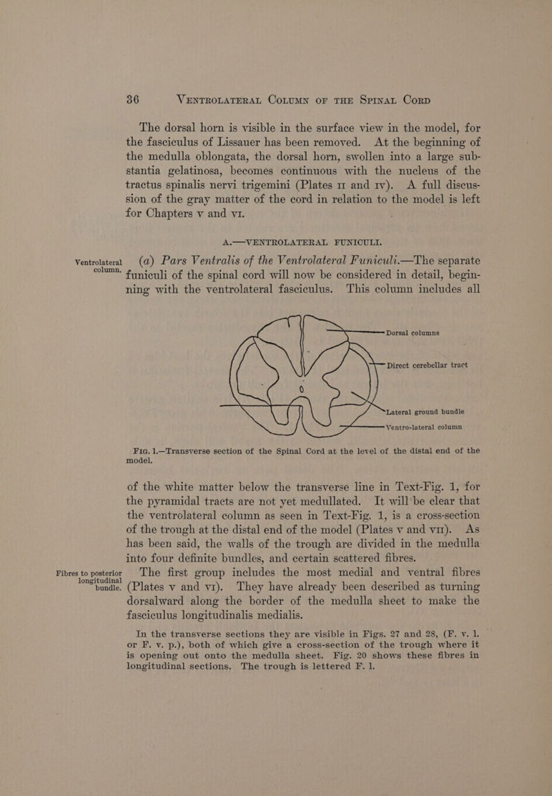 The dorsal horn is visible in the surface view in the model, for the fasciculus of Lissauer has been removed. At the beginning of the medulla oblongata, the dorsal horn, swollen into a large sub- stantia gelatinosa, becomes continuous with the nucleus of the tractus spinalis nervi trigemini (Plates 1 and tv). A full discus- sion of the gray matter of the cord in relation to the model is left for Chapters v and v1. A.— VENTROLATERAL FUNICULI. Ventrolateral (@) Pars Ventralis of the Ventrolateral Funiculi.—The separate colum™ funiculi of the spinal cord will now be considered in detail, begin- ning with the ventrolateral fasciculus. This column includes all Dorsal columns Direct cerebellar tract Lateral ground bundle Ventro-lateral column Fia. 1.—Transyerse section of the Spinal Cord at the level of the distal end of the model, of the white matter below the transverse line in Text-Fig. 1, for the pyramidal tracts are not yet medullated. It will be clear that the ventrolateral column as seen in Text-Fig. 1, is a cross-section of the trough at the distal end of the model (Plates v and vm). As has been said, the walls of the trough are divided in the medulla into four definite bundles, and certain scattered fibres. Fibres to pasterter The first group includes the most medial and ventral fibres bundle. (Plates v and vr). They have already been described as turning dorsalward along the border of the medulla sheet to make the fasciculus longitudinalis medialis. In the transverse sections they are visible in Figs. 27 and 28, (F. v. 1. or F. v. p.), both of which give a cross-section of the trough where it is opening out onto the medulla sheet. Fig. 20 shows these fibres in longitudinal sections. The trough is lettered F. 1.