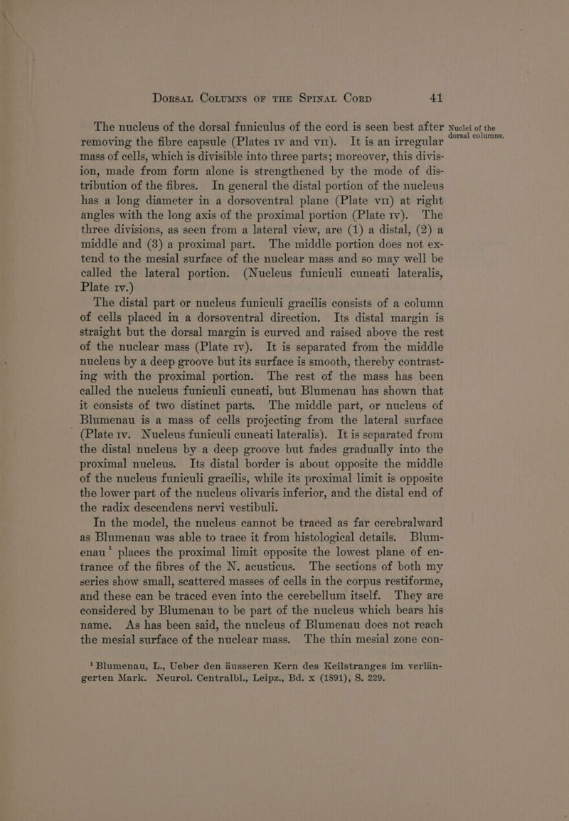 removing the fibre capsule (Plates tv and vm). It is an irregular mass of cells, which is divisible into three parts; moreover, this divis- ion, made from form alone is strengthened by the mode of dis- tribution of the fibres. In general the distal portion of the nucleus has a long diameter in a dorsoventral plane (Plate viz) at right angles with the long axis of the proximal portion (Plate tv). The three divisions, as seen from a lateral view, are (1) a distal, (2) a middle and (3) a proximal part. The middle portion does not ex- tend to the mesial surface of the nuclear mass and so may well be called the lateral portion. (Nucleus funiculi cuneati lateralis, Plate tv.) The distal part or nucleus funiculi gracilis consists of a column of cells placed in a dorsoventral direction. Its distal margin is straight but the dorsal margin is curved and raised above the rest of the nuclear mass (Plate rv). It is separated from the middle nucleus by a deep groove but its surface is smooth, thereby contrast- ing with the proximal portion. The rest of the mass has been called the nucleus funiculi cuneati, but Blumenau has shown that it consists of two distinct parts. The middle part, or nucleus of Blumenau is a mass of cells projecting from the lateral surface - (Plate rv. Nucleus funiculi cuneati lateralis). It is separated from the distal nucleus by a deep groove but fades gradually into the proximal nucleus. Its distal border is about opposite the middle of the nucleus funiculi gracilis, while its proximal limit is opposite the lower part of the nucleus olivaris inferior, and the distal end of the radix descendens nervi vestibuli. In the model, the nucleus cannot be traced as far cerebralward as Blumenau was able to trace it from histological details. Blum- enau’ places the proximal limit opposite the lowest plane of en- trance of the fibres of the N. acusticus. The sections of both my series show small, scattered masses of cells in the corpus restiforme, and these can be traced even into the cerebellum itself. They are considered by Blumenau to be part of the nucleus which bears his name. As has been said, the nucleus of Blumenau does not reach the mesial surface of the nuclear mass. The thin mesial zone con- 1Blumenau, L., Ueber den dusseren Kern des Keilstranges im verlin- gerten Mark. Neurol. Centralbl., Leipz., Bd. x (1891), S. 229.