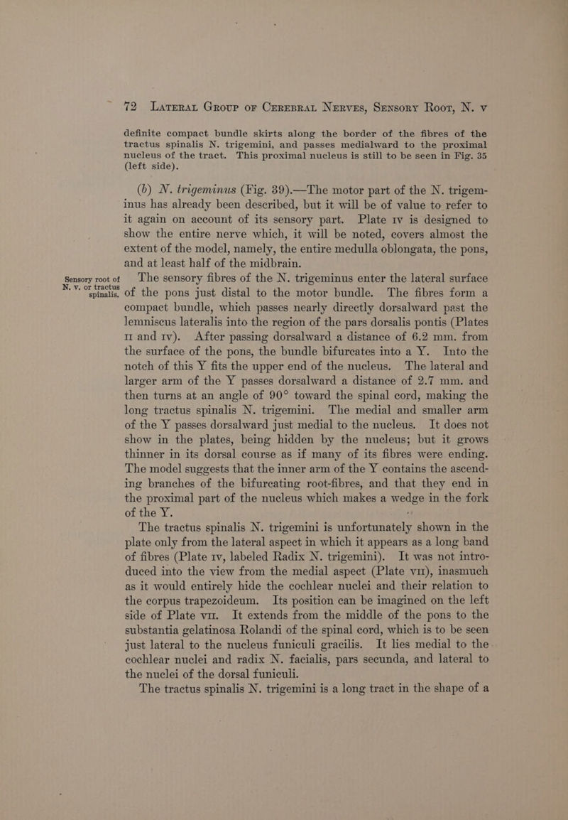 Sensory root of N. v. or tractus spinalis. 72 Latrerat Group or Creresrat Nerves, Sensory Roor, N. v definite compact bundle skirts along the border of the fibres of the tractus spinalis N. trigemini, and passes medialward to the proximal nucleus of the tract. This proximal nucleus is still to be seen in Fig. 35 (left side). (b) N. trigeminus (Fig. 39).—The motor part of the N. trigem- inus has already been described, but it will be of value to refer to it again on account of its sensory part. Plate 1v is designed to show the entire nerve which, it will be noted, covers almost the extent of the model, namely, the entire medulla oblongata, the pons, and at least half of the midbrain. The sensory fibres of the N. trigeminus enter the lateral surface of the pons just distal to the motor bundle. The fibres form a compact bundle, which passes nearly directly dorsalward past the Jemniscus lateralis into the region of the pars dorsalis pontis (Plates mand tv). After passing dorsalward a distance of 6.2 mm. from the surface of the pons, the bundle bifurcates into a Y. Into the notch of this Y fits the upper end of the nucleus. The lateral and larger arm of the Y passes dorsalward a distance of 2.7 mm. and then turns at an angle of 90° toward the spinal cord, making the long tractus spinalis N. trigemini. The medial and smaller arm of the Y passes dorsalward just medial to the nucleus. It does not show in the plates, being hidden by the nucleus; but it grows thinner in its dorsal course as if many of its fibres were ending. The model suggests that the inner arm of the Y contains the ascend- ing branches of the bifurcating root-fibres, and that they end in the proximal part of the nucleus which makes a wedge in the fork of the Y. The tractus spinalis N. trigemini is unfortunately shown in the plate only from the lateral aspect in which it appears as a long band of fibres (Plate 1v, labeled Radix N. trigemini). It was not intro- duced into the view from the medial aspect (Plate vir), inasmuch as it would entirely hide the cochlear nuclei and their relation to the corpus trapezoideum. Its position can be imagined on the left side of Plate viz. It extends from the middle of the pons to the substantia gelatinosa Rolandi of the spinal cord, which is to be seen just lateral to the nucleus funiculi gracilis. It les medial to the. cochlear nuclei and radix N. facialis, pars secunda, and lateral to the nuclei of the dorsal funiculi. The tractus spinalis N. trigemini is a long tract in the shape of a