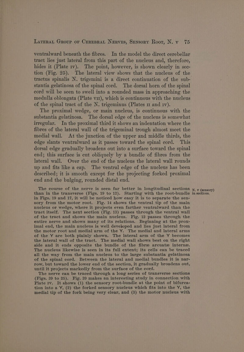 ventralward beneath the fibres. In the model the direct cerebellar tract lies just lateral from this part of the nucleus and, therefore, hides it (Plate 1v). The point, however, is shown clearly in sec- tion (Fig. 25). The lateral view shows that the nucleus of the tractus spinalis N. trigemini is a direct continuation of the sub- stantia gelatinosa of the spinal cord. The dorsal horn of the spinal cord will be seen to swell into a rounded mass in approaching the medulla oblongata (Plate vir), which is continuous with the nucleus of the spinal tract of the N. trigeminus (Plates m and rv). The proximal wedge, or main nucleus, is continuous with the substantia gelatinosa. The dorsal edge of the nucleus is somewhat irregular. In the proximal third it shows an indentation where the fibres of the lateral wall of the trigeminal trough almost meet the medial wall. At the junction of the upper and middle thirds, the edge slants ventralward as it passes toward the spinal cord. This dorsal edge gradually broadens out into a surface toward the spinal end; this surface is cut obliquely by a bundle of fibres from the lateral wall. Over the end of the nucleus the lateral wall rounds up and fits like a cap. The ventral edge of the nucleus has been described; it is smooth except for the projecting forked proximal end and the bulging, rounded distal end. The course of the nerve is seen far better in longitudinal sections in Figs. 19 and 17, it will be noticed how easy it is to separate the sen- sory from the motor root. Fig. 14 shows the ventral tip of the main nucleus or wedge, where it projects even farther ventralward than the tract itself. The next section (Fig. 13) passes through the ventral wall of the tract and shows the main nucleus. Fig. 12 passes through the entire nerve and shows many of its relations. Beginning at the prox- imal end, the main nucleus is well developed and lies just lateral from the motor root and medial arm of the Y. The medial and lateral arms of the Y are both plainly shown. The lateral arm of the Y becomes the lateral wall of the tract. The medial wall shows best on the right side and it ends opposite the bundle of the fibre arcuate interne. The nucleus likewise is seen in its full extent; its cells can be traced all the way from the main nucleus to the large substantia gelatinosa of the spinal cord. Between the lateral and medial bundles it is nar- row, but toward the lower end of the section, it gradually broadens out, until it projects markedly from the surface of the cord. The nerve can be traced through a long series of transverse sections (Figs. 39 to 25). Fig. 39 makes an interesting study in connection with Plate Iv. It shows (1) the sensory root-bundle at the point of bifurca- tion into a Y, (2) the forked sensory nucleus which fits into the Y, the medial tip of the fork being very clear, and (3) the motor nucleus with N. v (sensory)